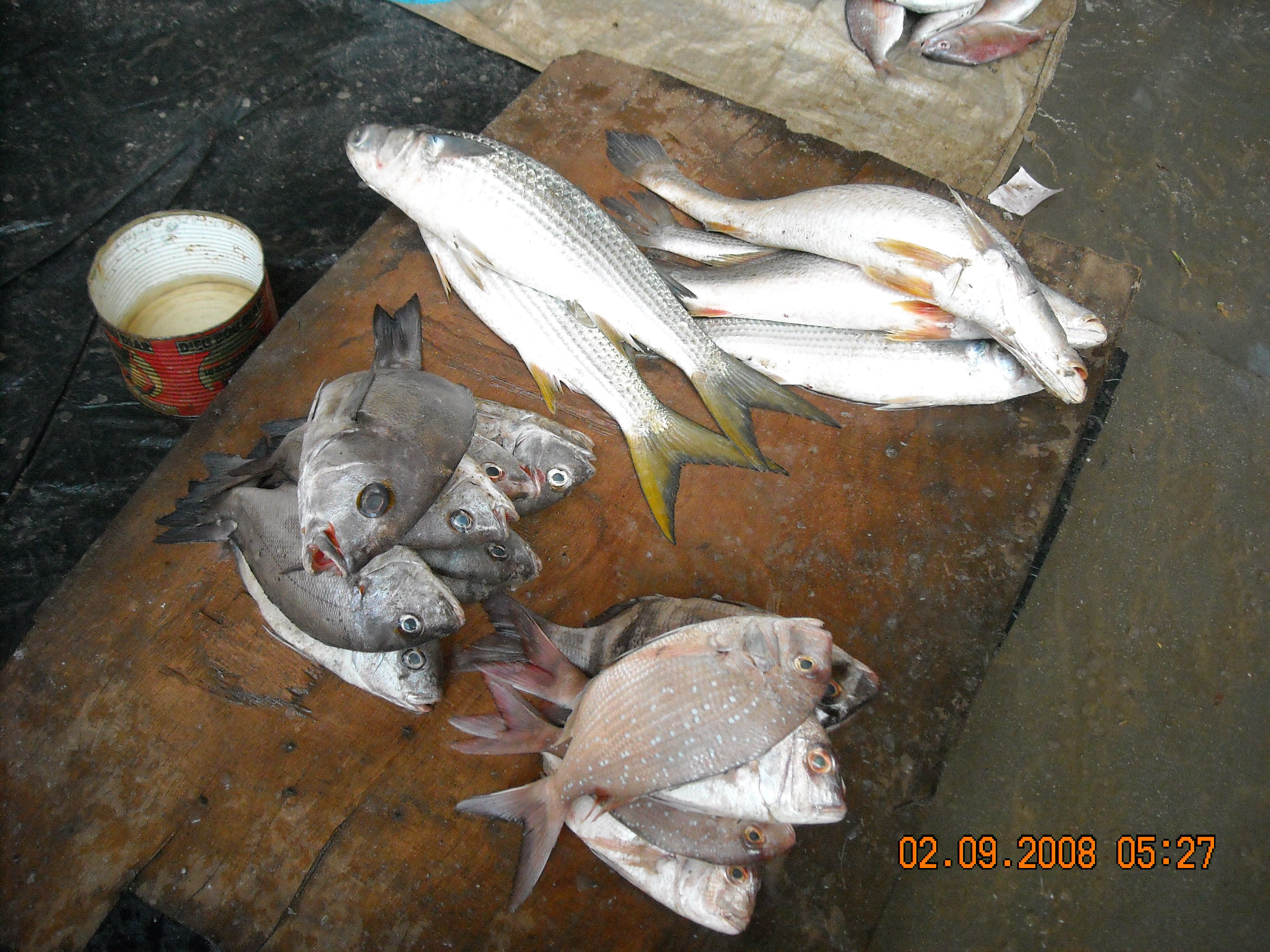 pl23_fish2322.jpg | National Oceanic and Atmospheric Administration