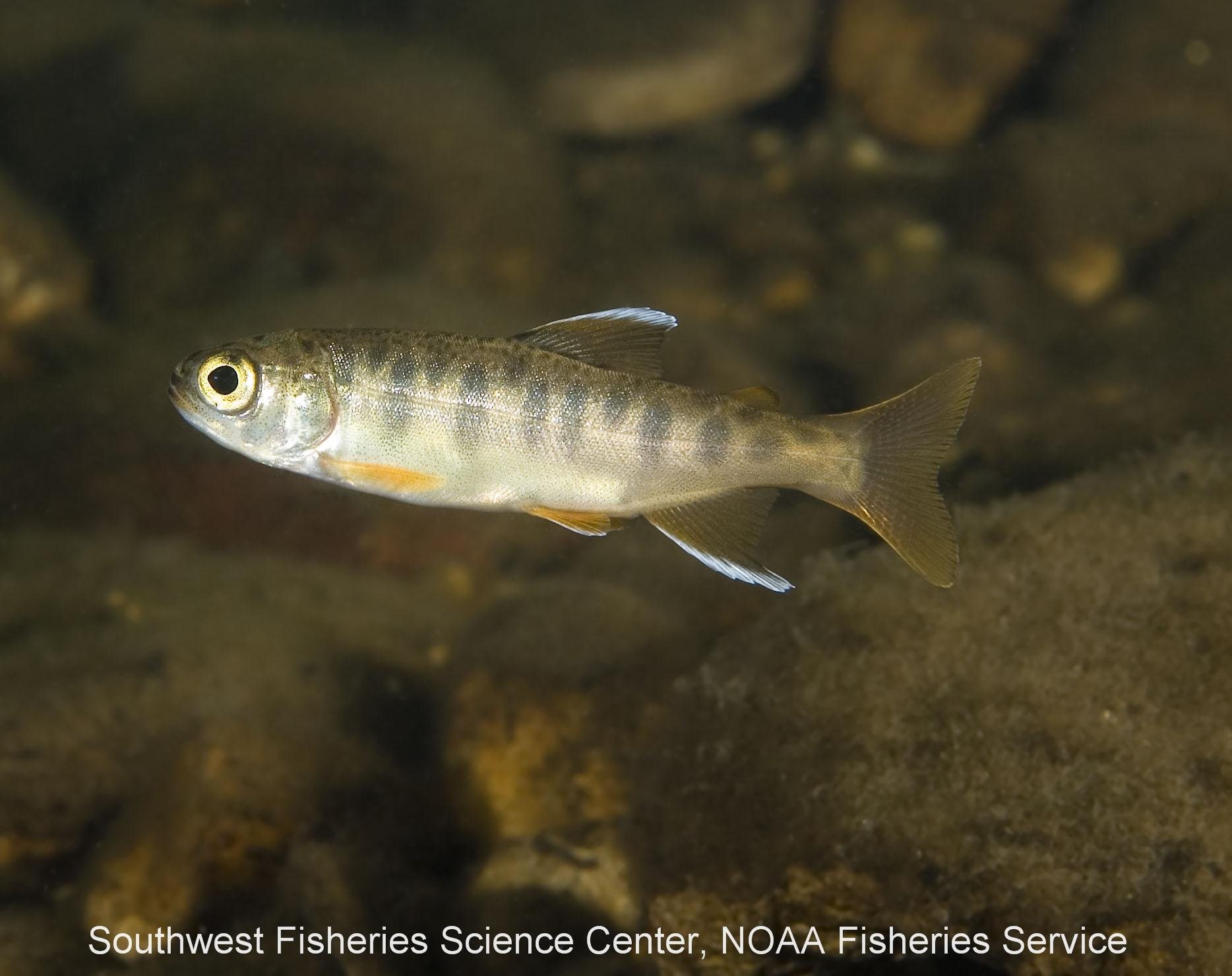 pl23_fish2473.jpg | National Oceanic and Atmospheric Administration
