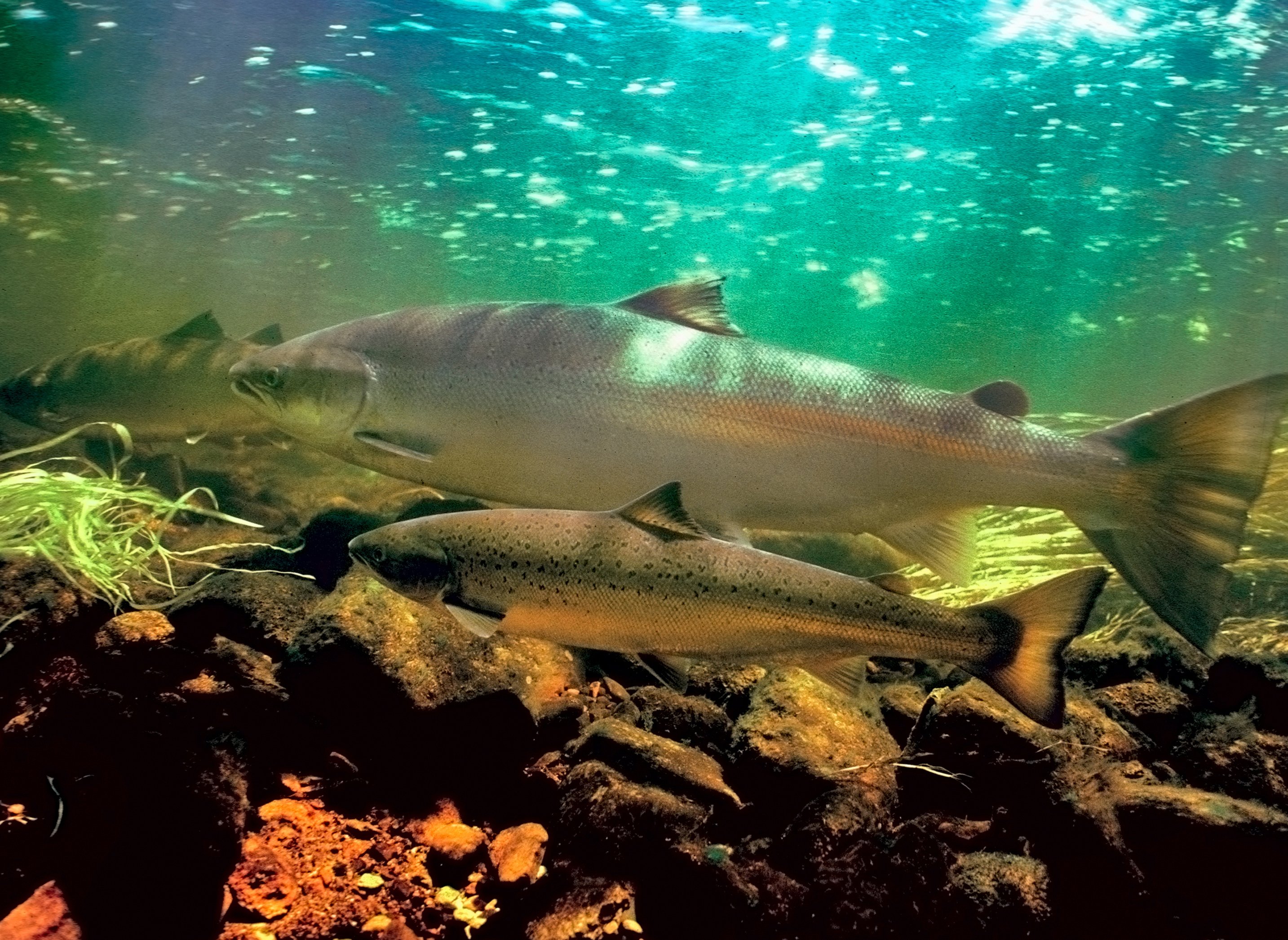 Cohan Fish pl23_fish2482.jpg | National Oceanic and Atmospheric Administration