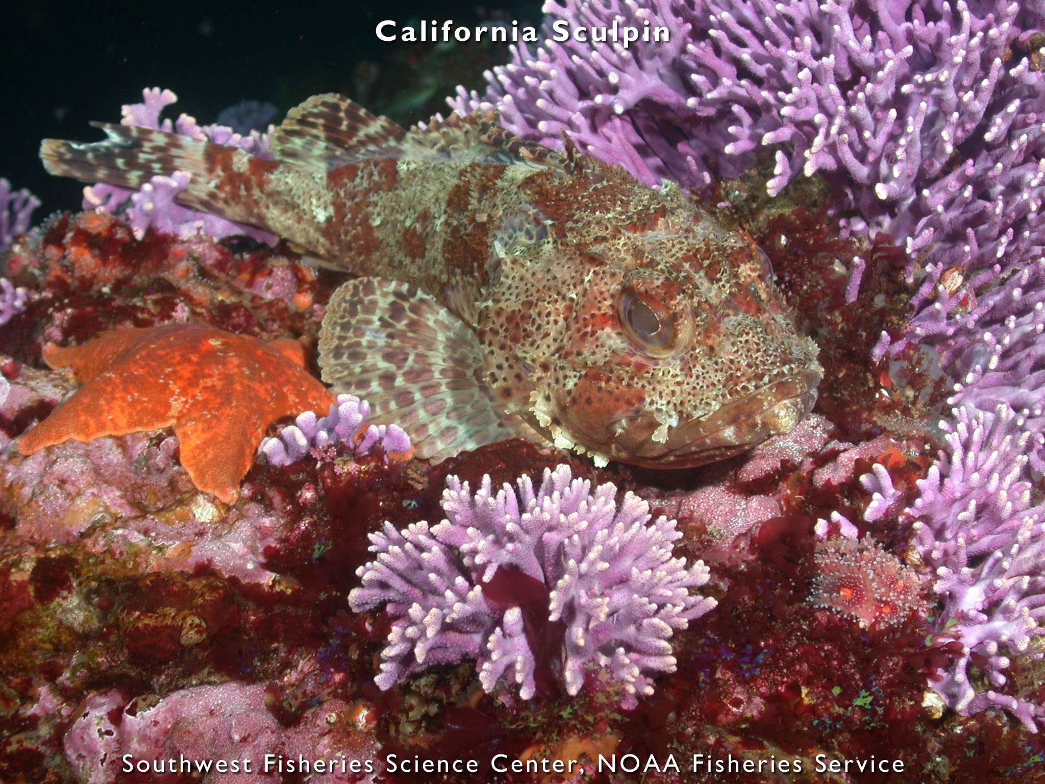pl23_fish2490.jpg | National Oceanic and Atmospheric Administration
