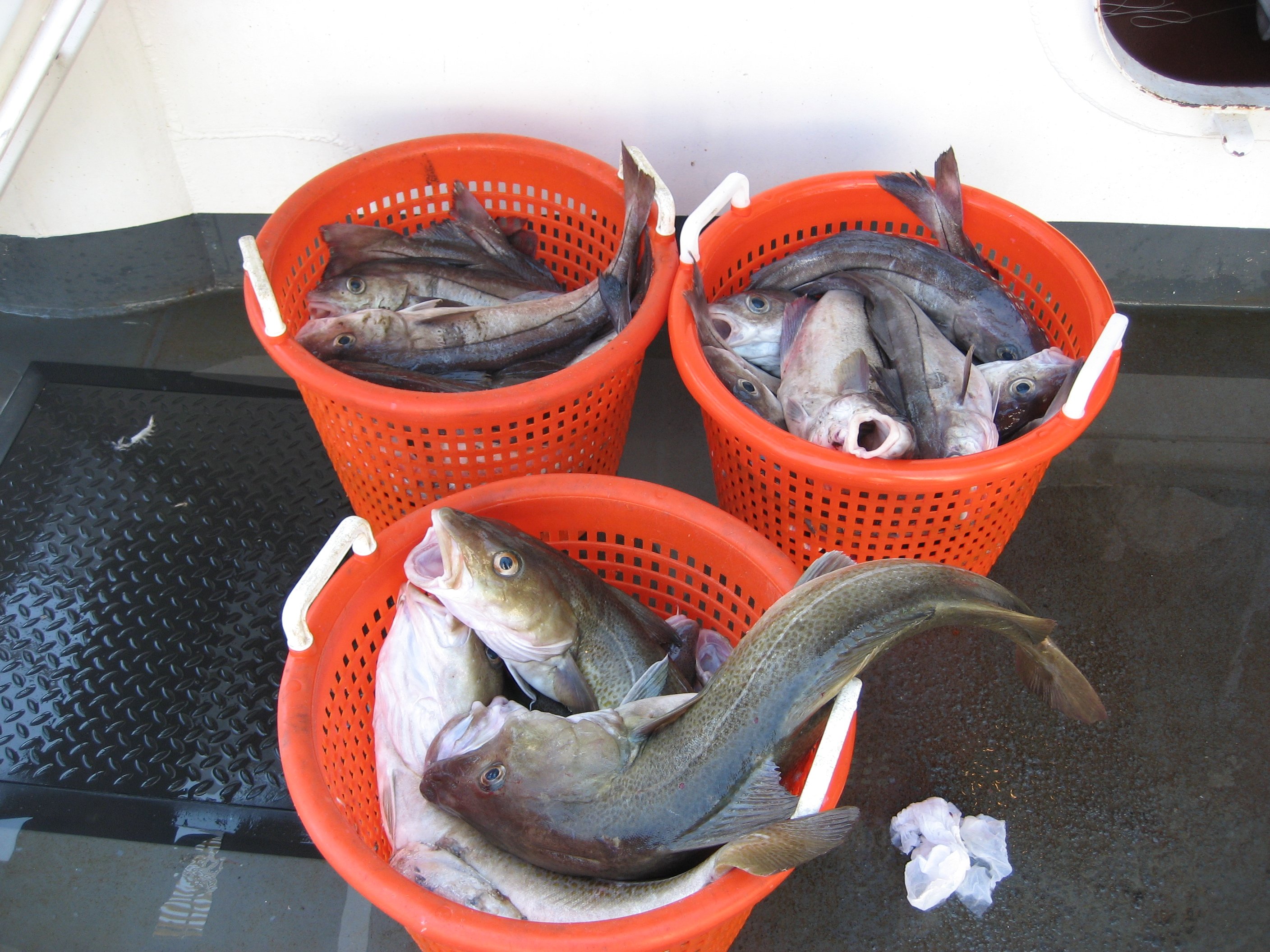 Lnb Fish pl23_fish2504.jpg | National Oceanic and Atmospheric Administration