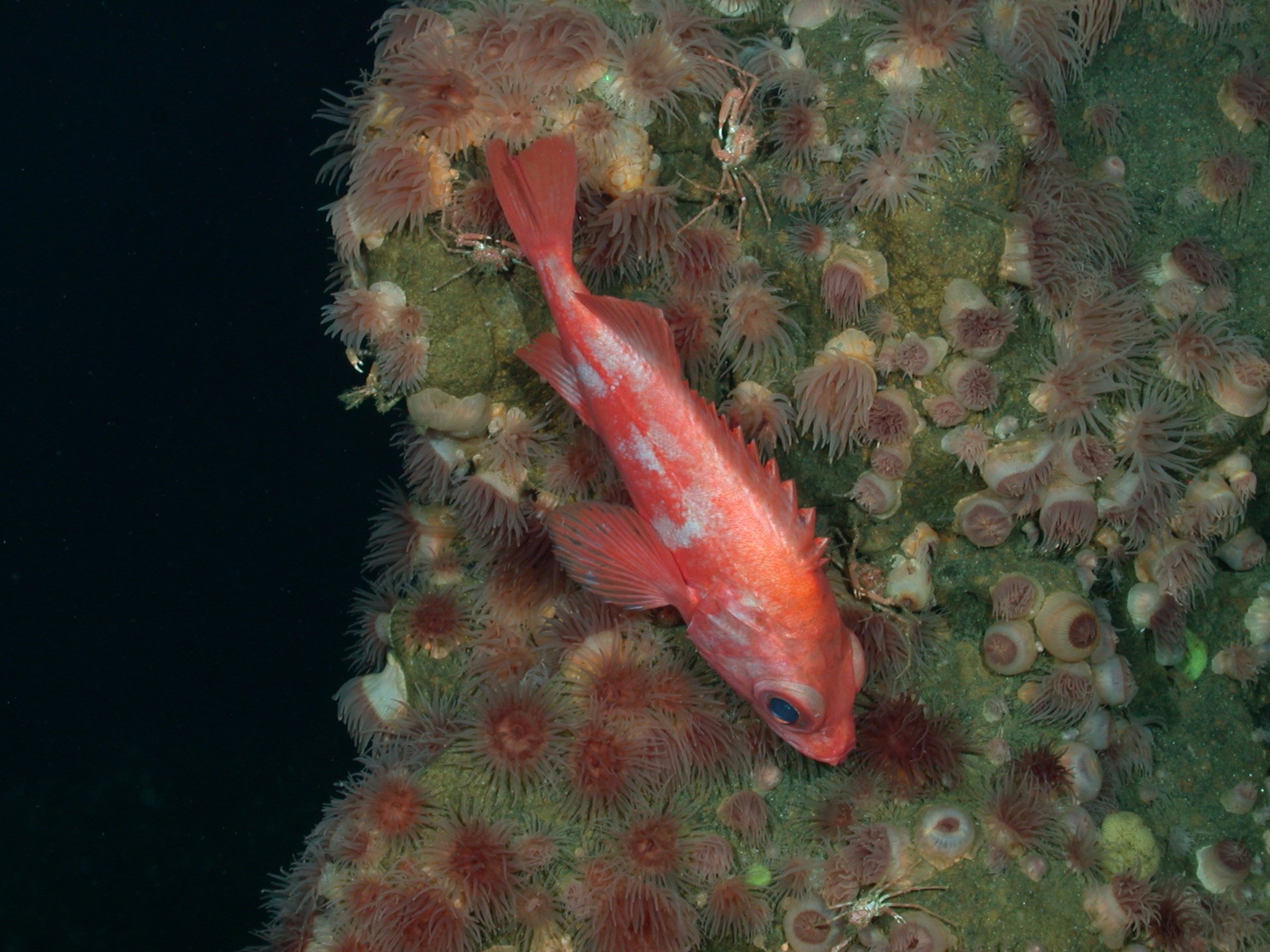pl23_fish2520.jpg | National Oceanic and Atmospheric Administration