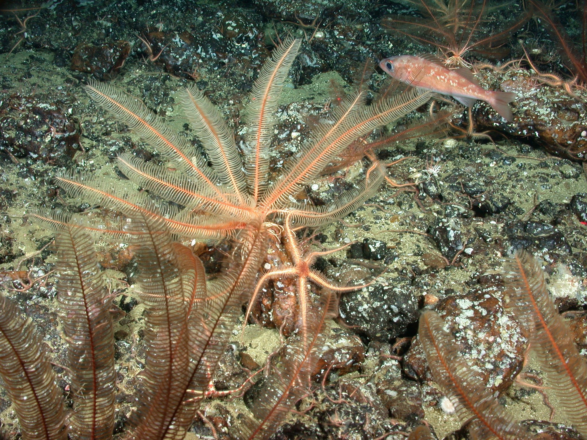 Crinoid, brittlestars and rockfish