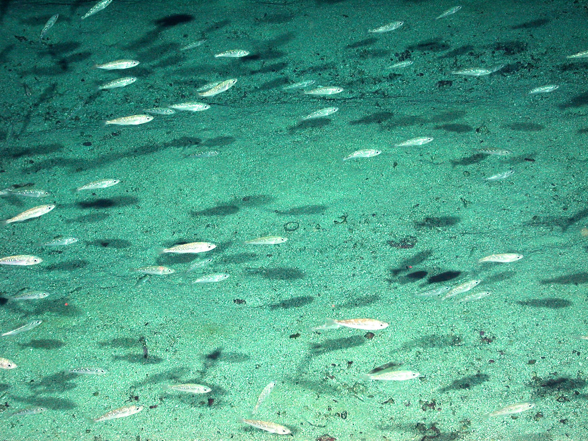 Small school of sardines