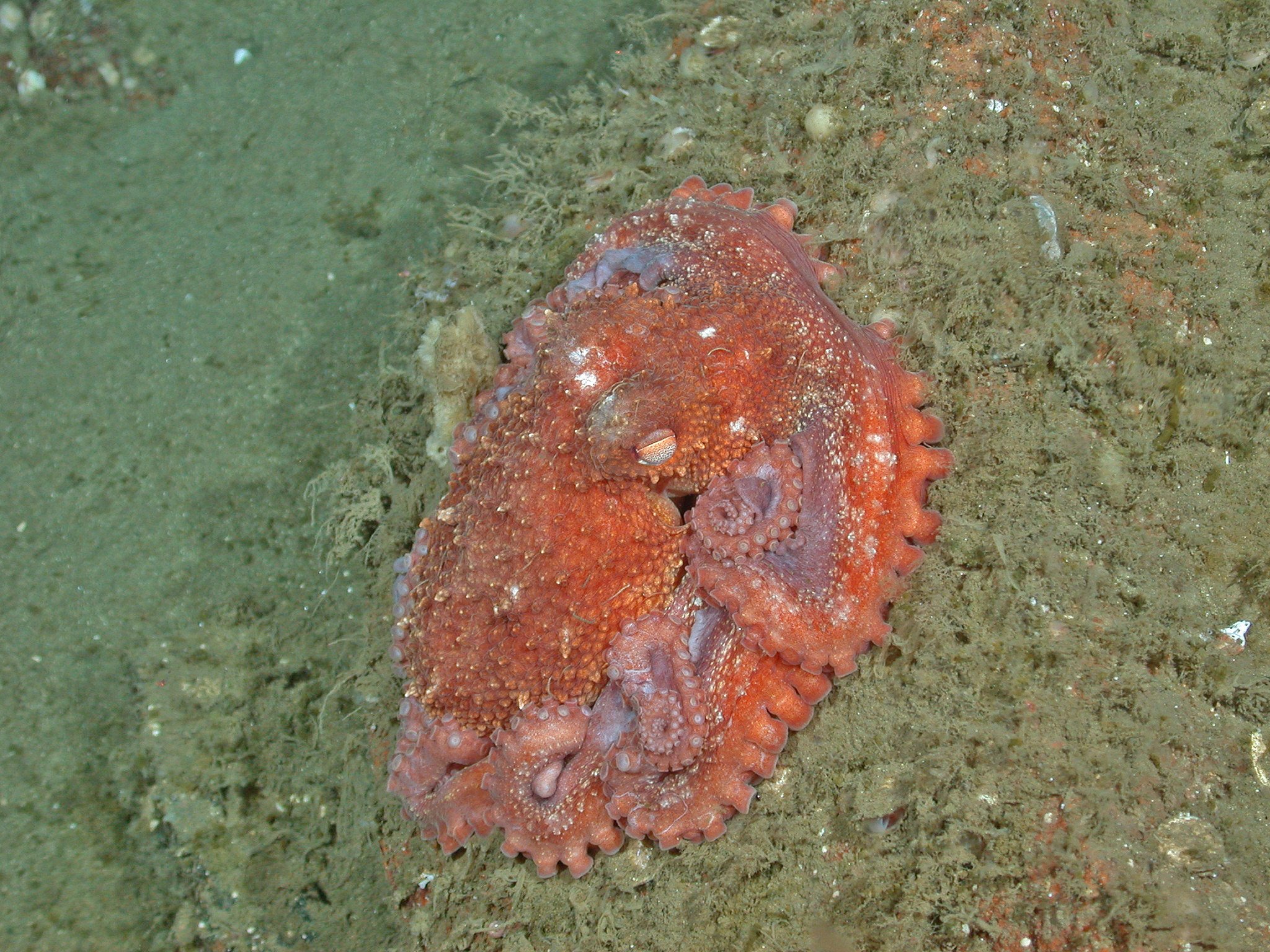 Octopus on bottom