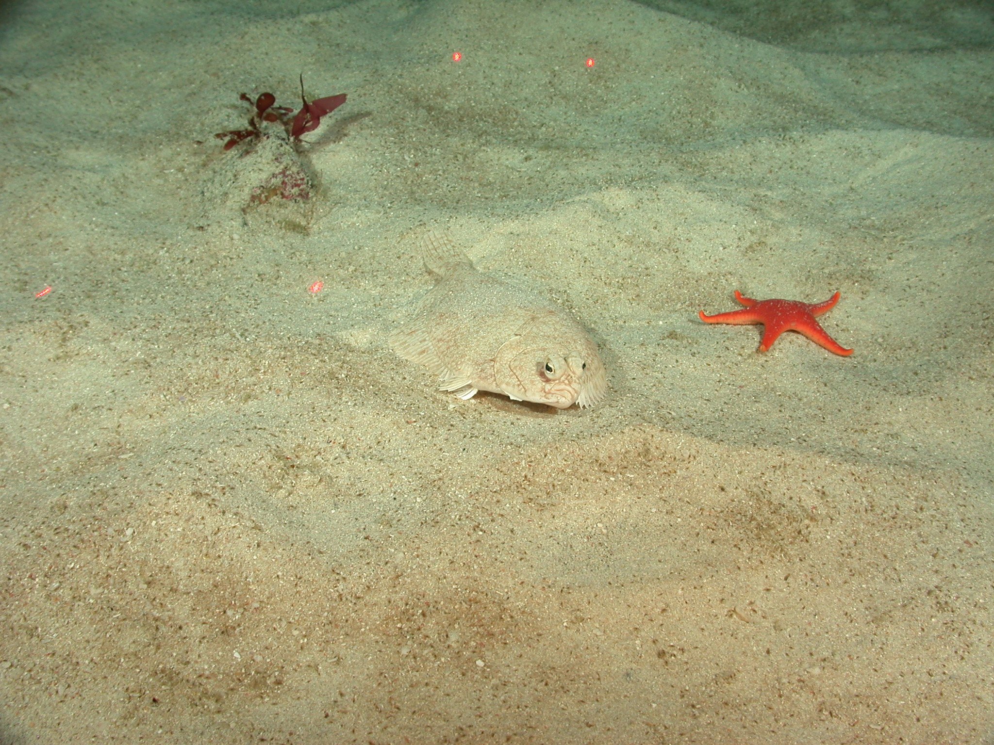 Well camouflaged flatfish