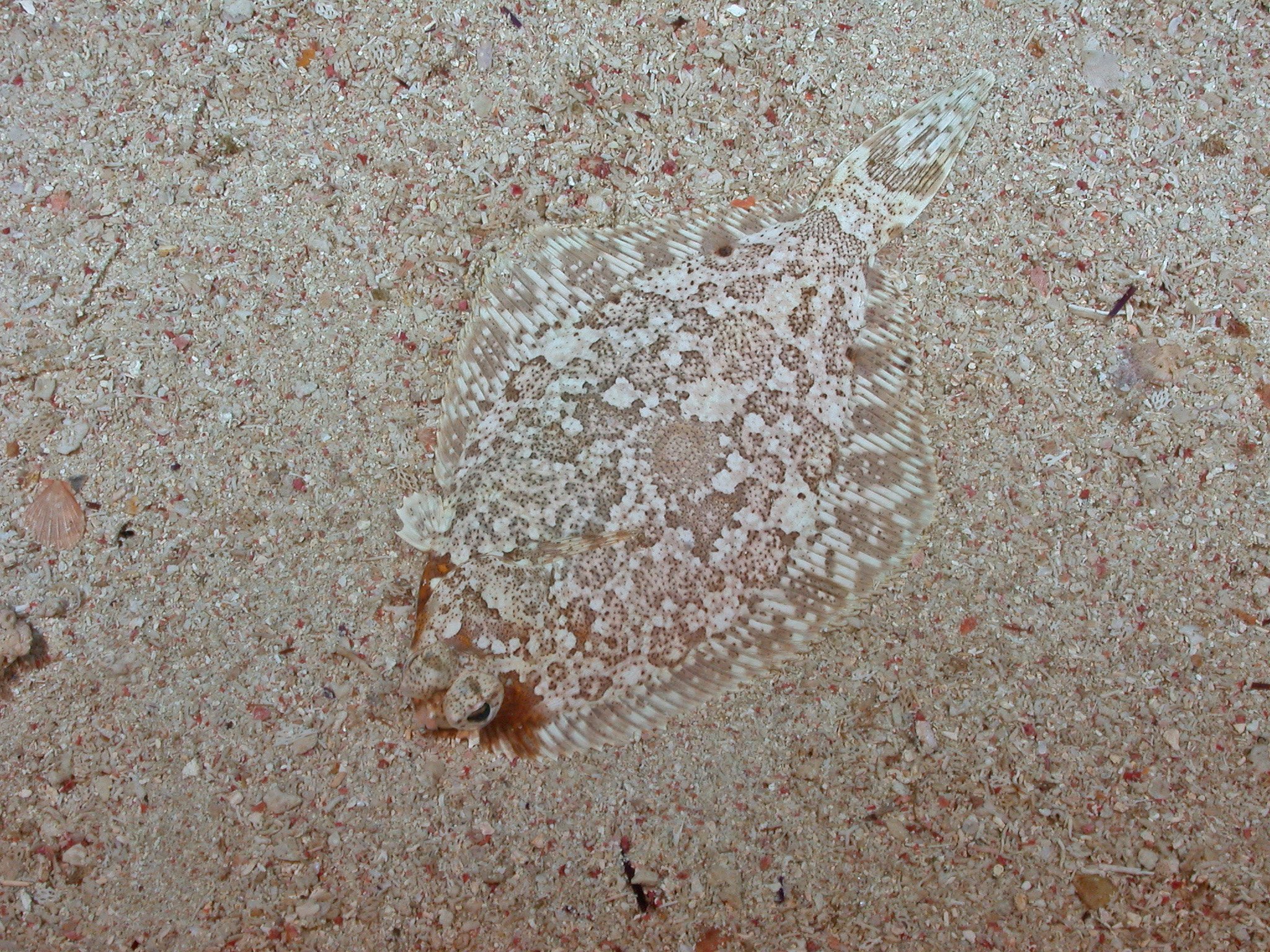 Well camouflaged flatfish