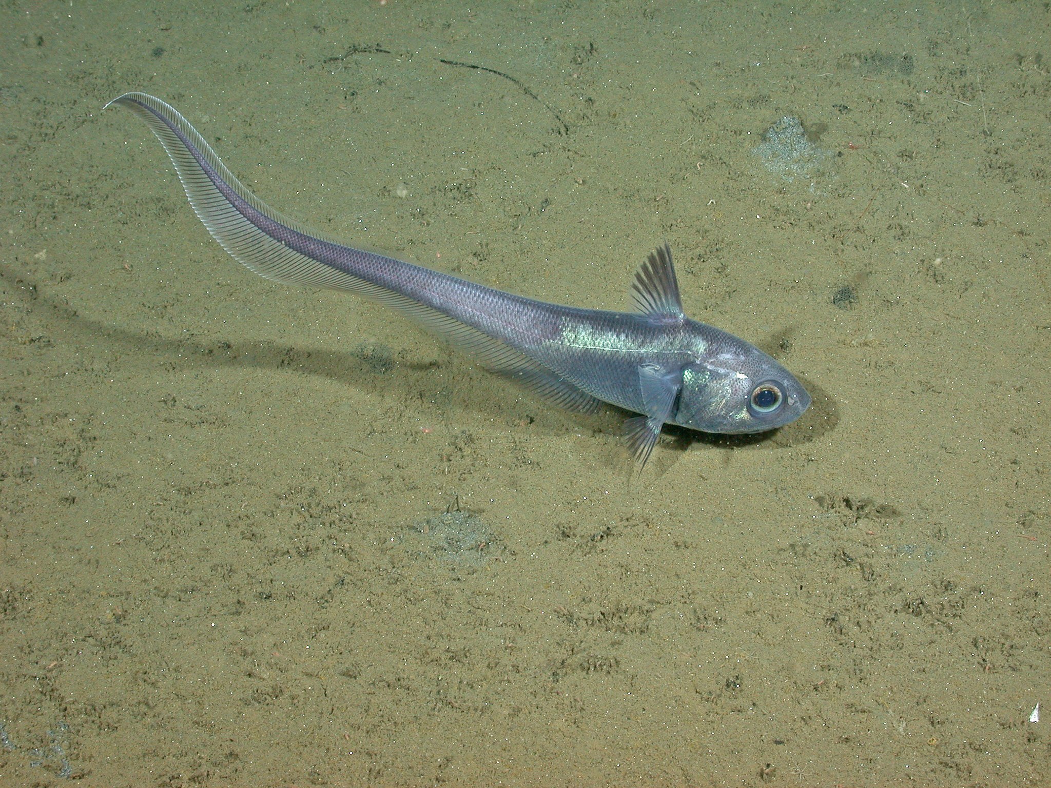Grenadier on sandy substrate