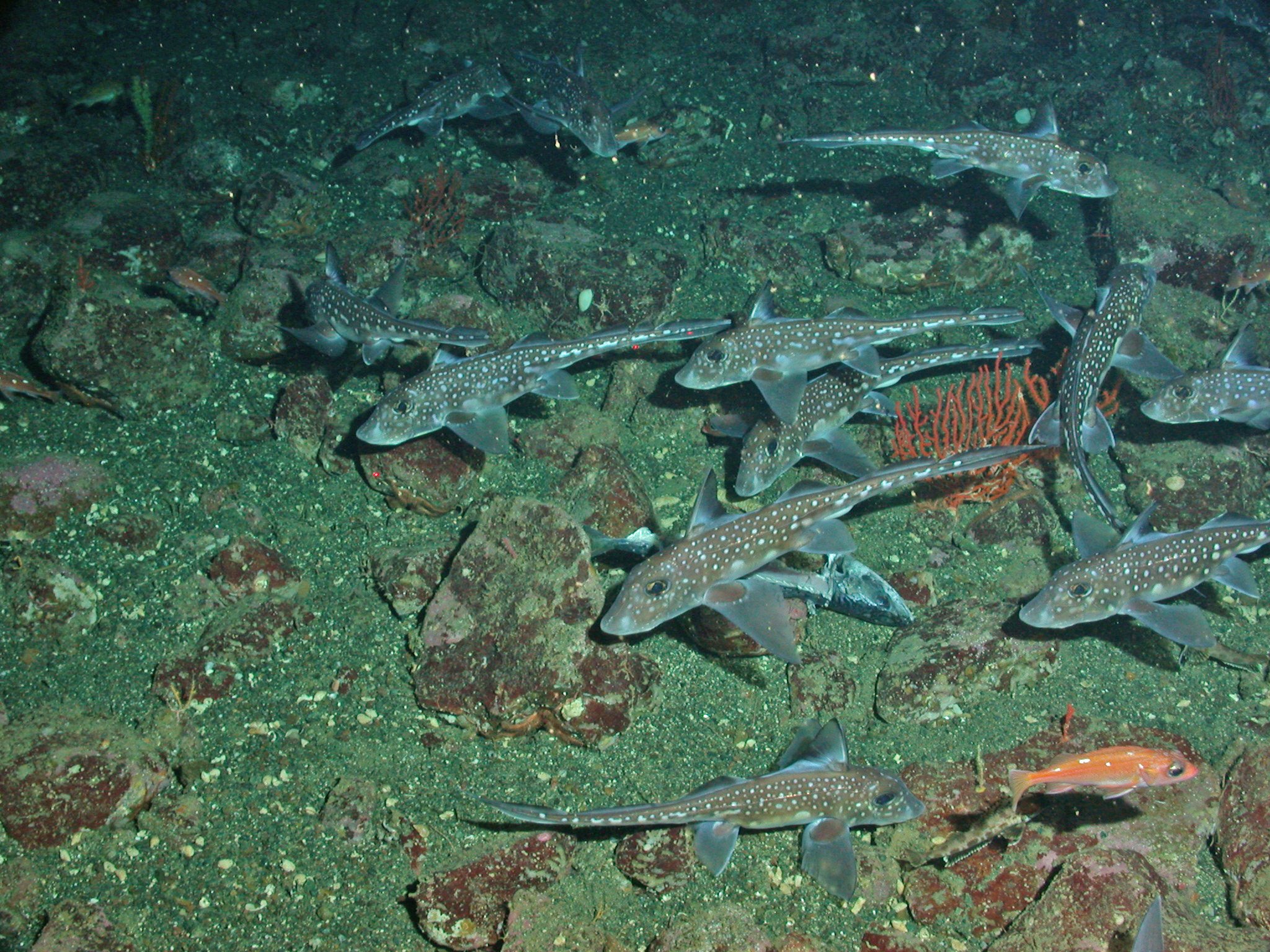 Chimaera with lone rosy rockfish