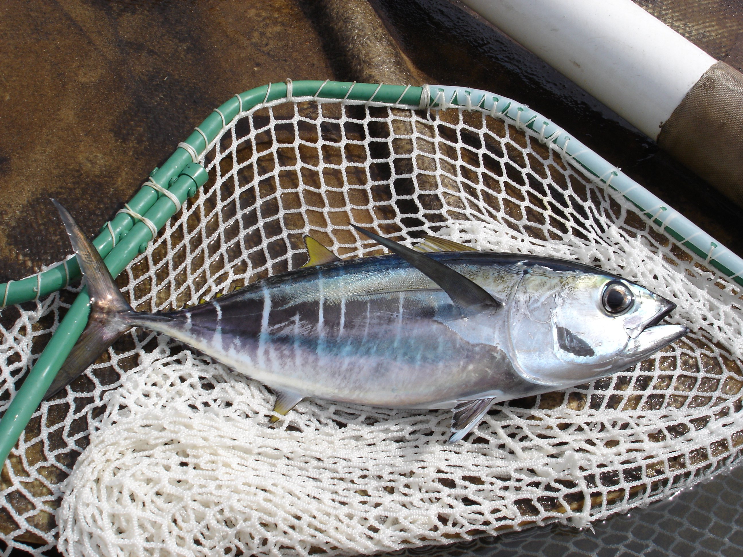 fish2612.jpg | National Oceanic and Atmospheric Administration