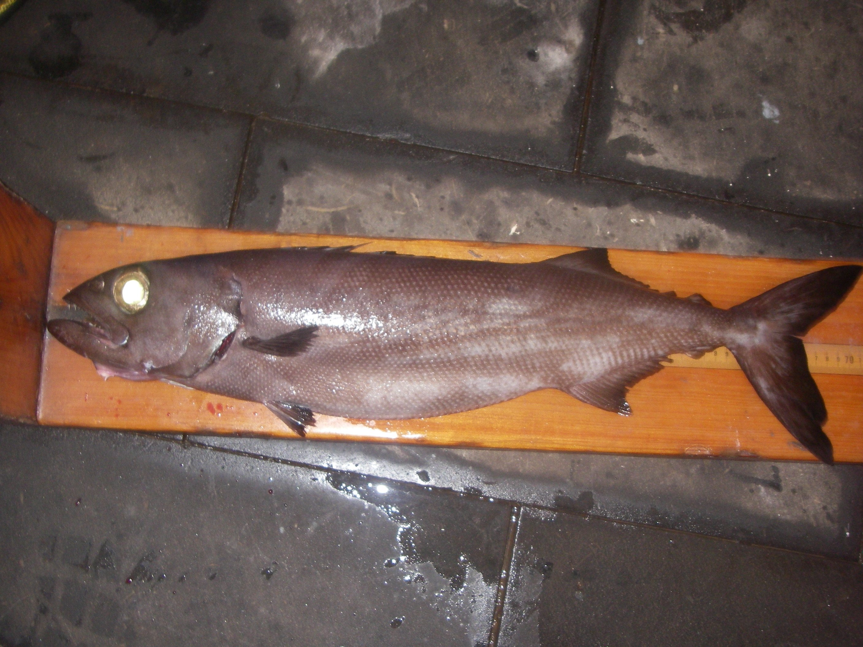 Type Oil Fish pl23_fish2703.jpg | National Oceanic and Atmospheric Administration