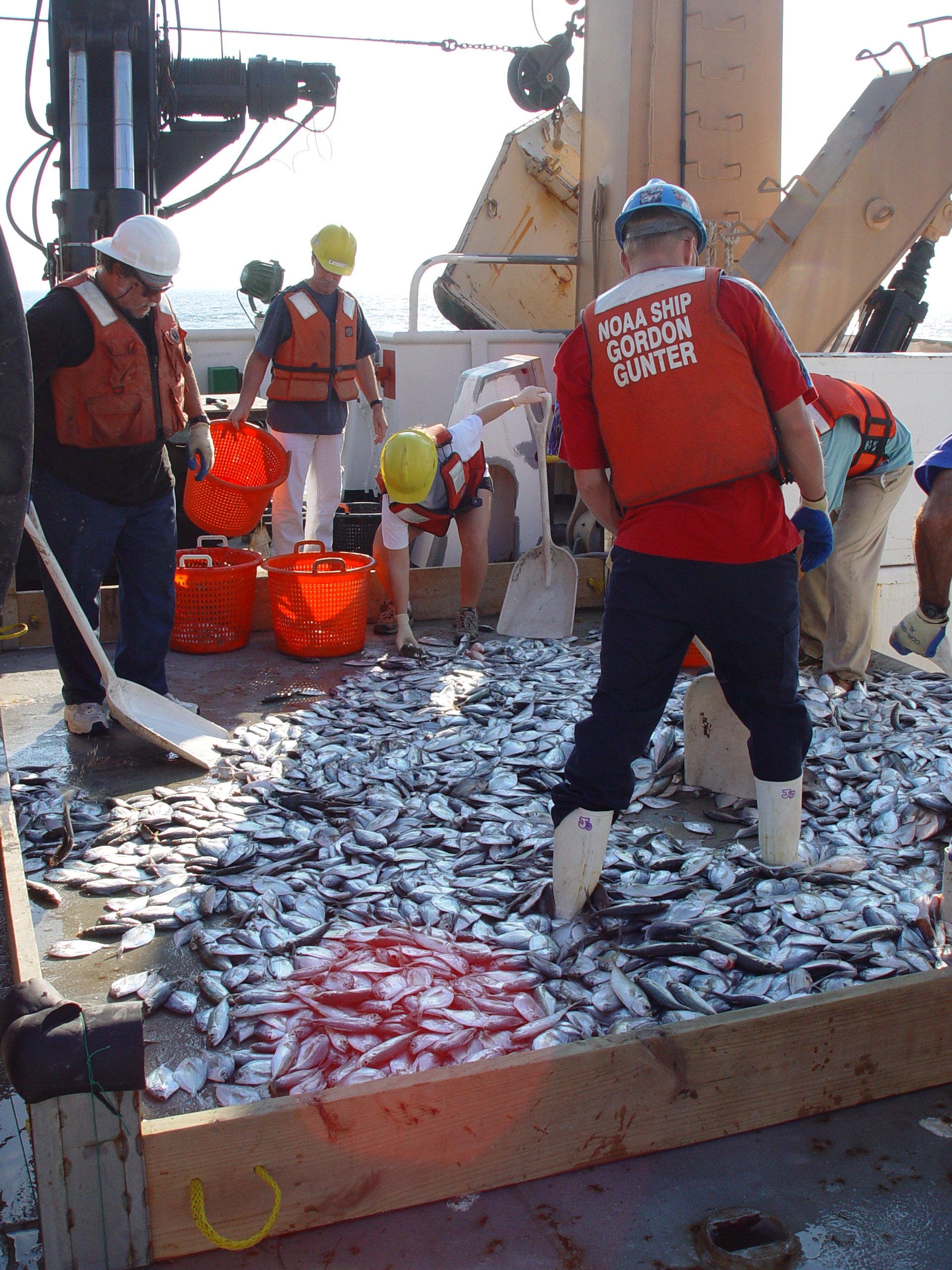 Menhaden catch on the NOAA ship GORDON GUNTER being prepared forcounting and measuring