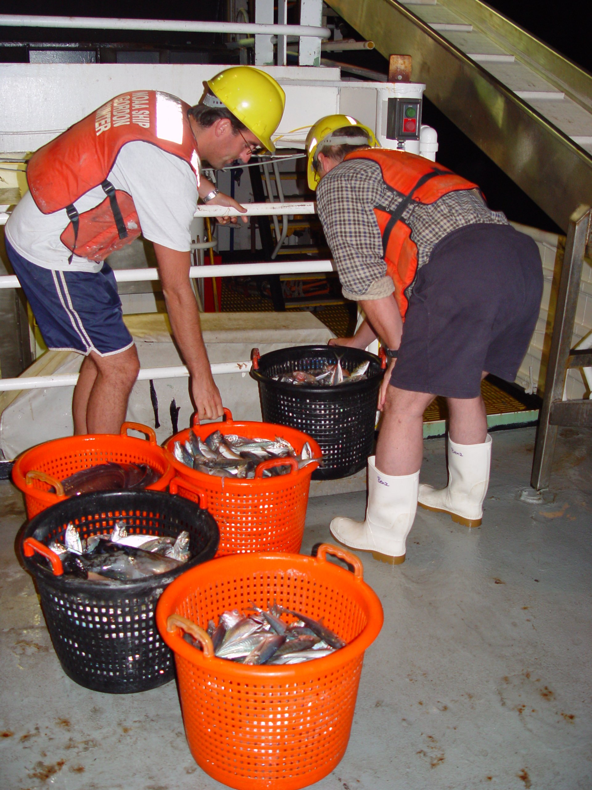 Sorting trawl catch on the NOAA Ship GORDON GUNTER