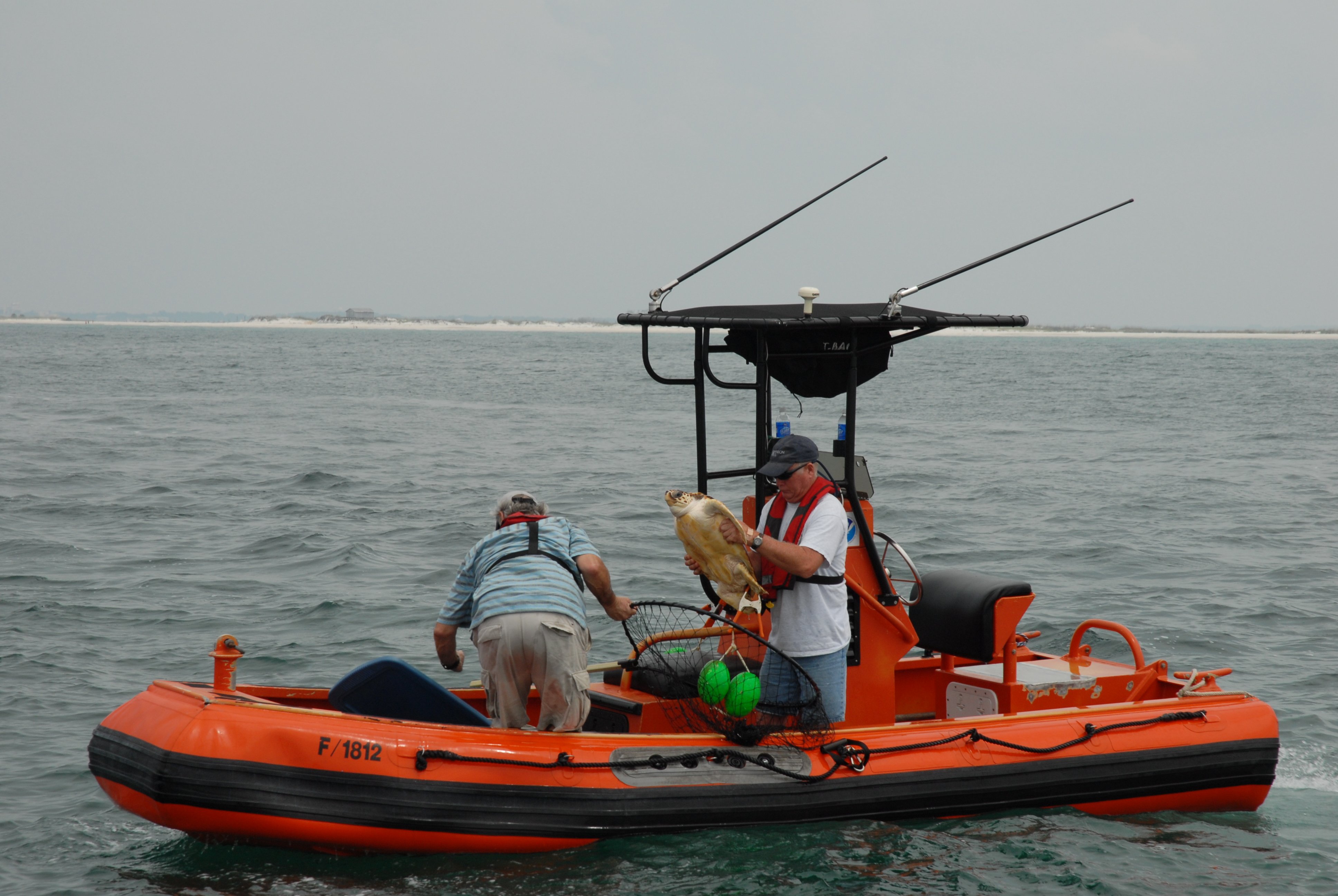 Sea turtle studies in the Gulf of Mexico