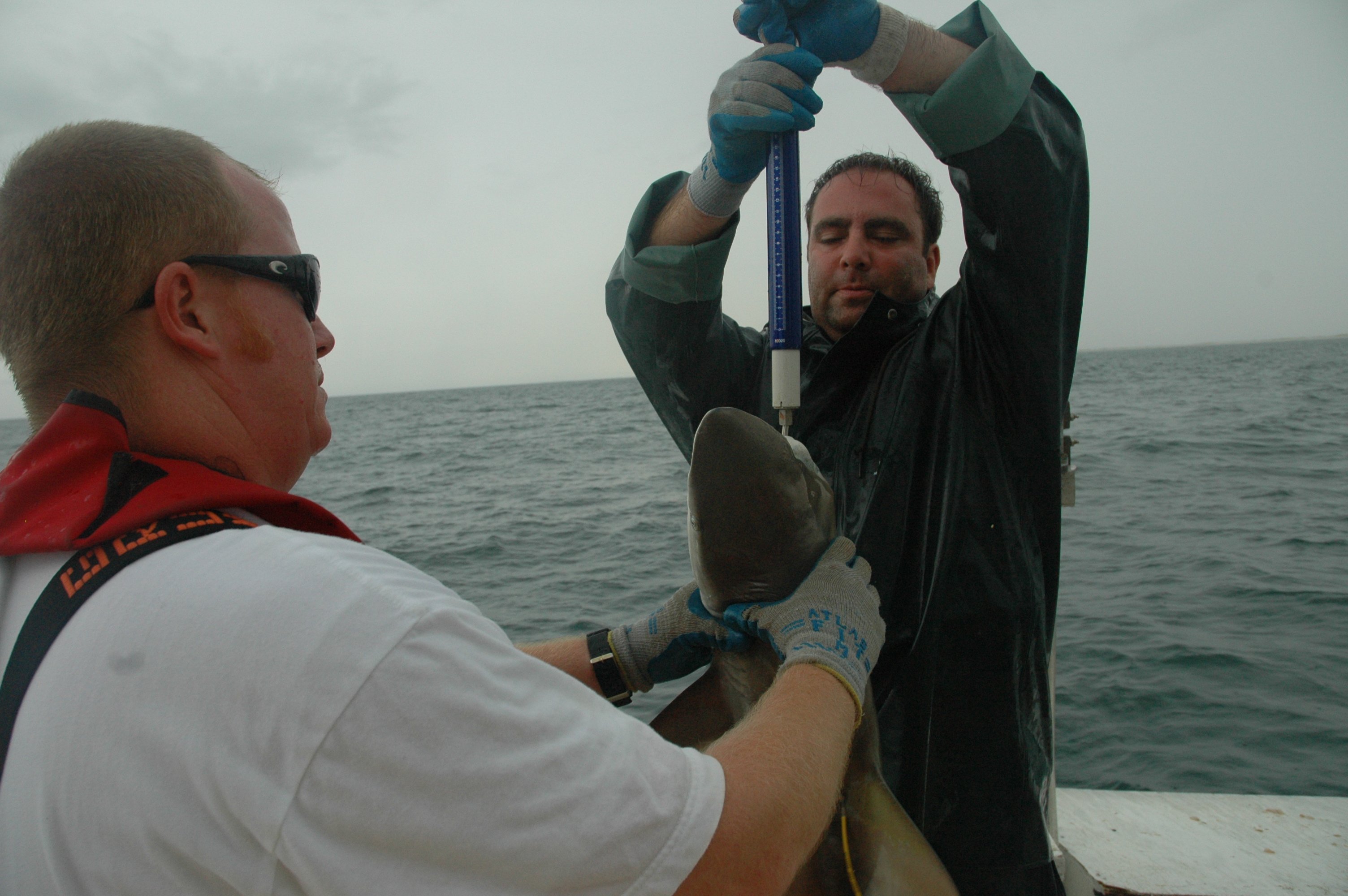 Weighing a shark on the NOAA ship GORDON GUNTER
