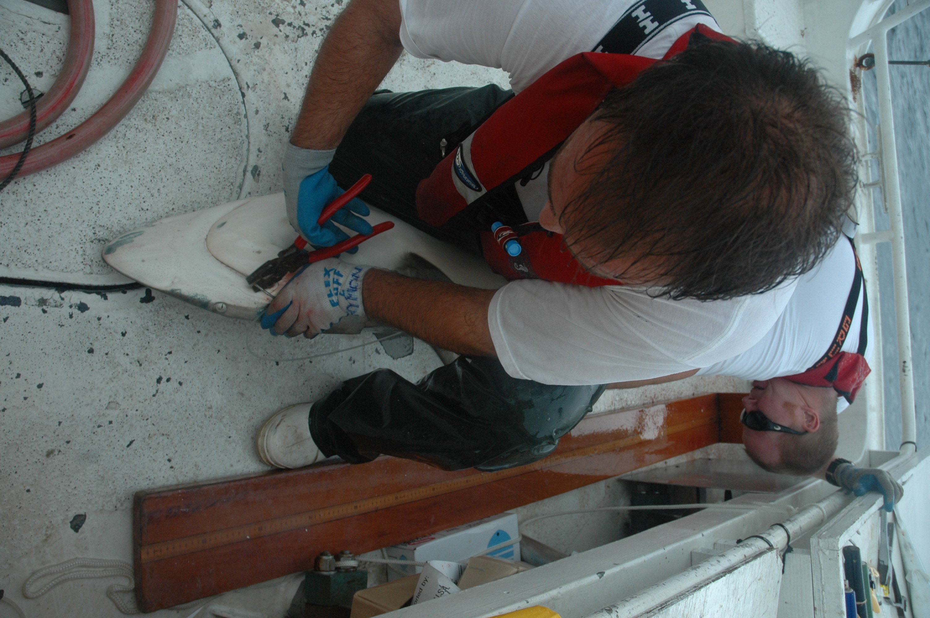Removing hook from medium size shark on the NOAA ship GORDON GUNTER