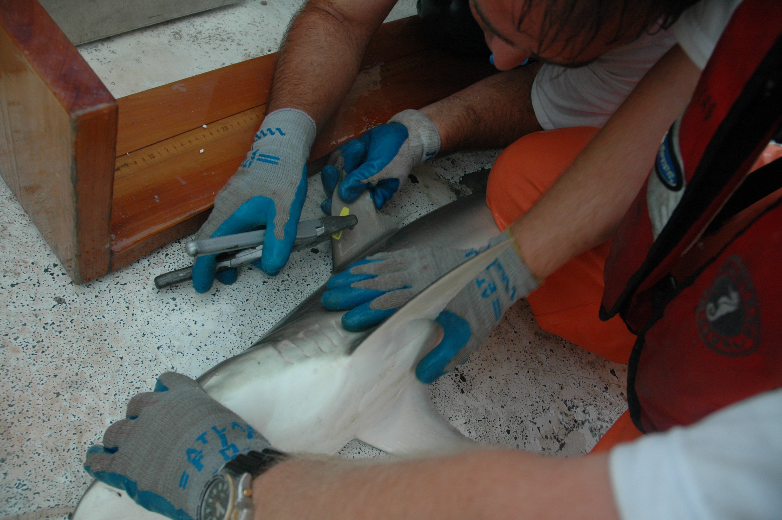 Tagging medium sized shark on the NOAA ship GORDON GUNTER