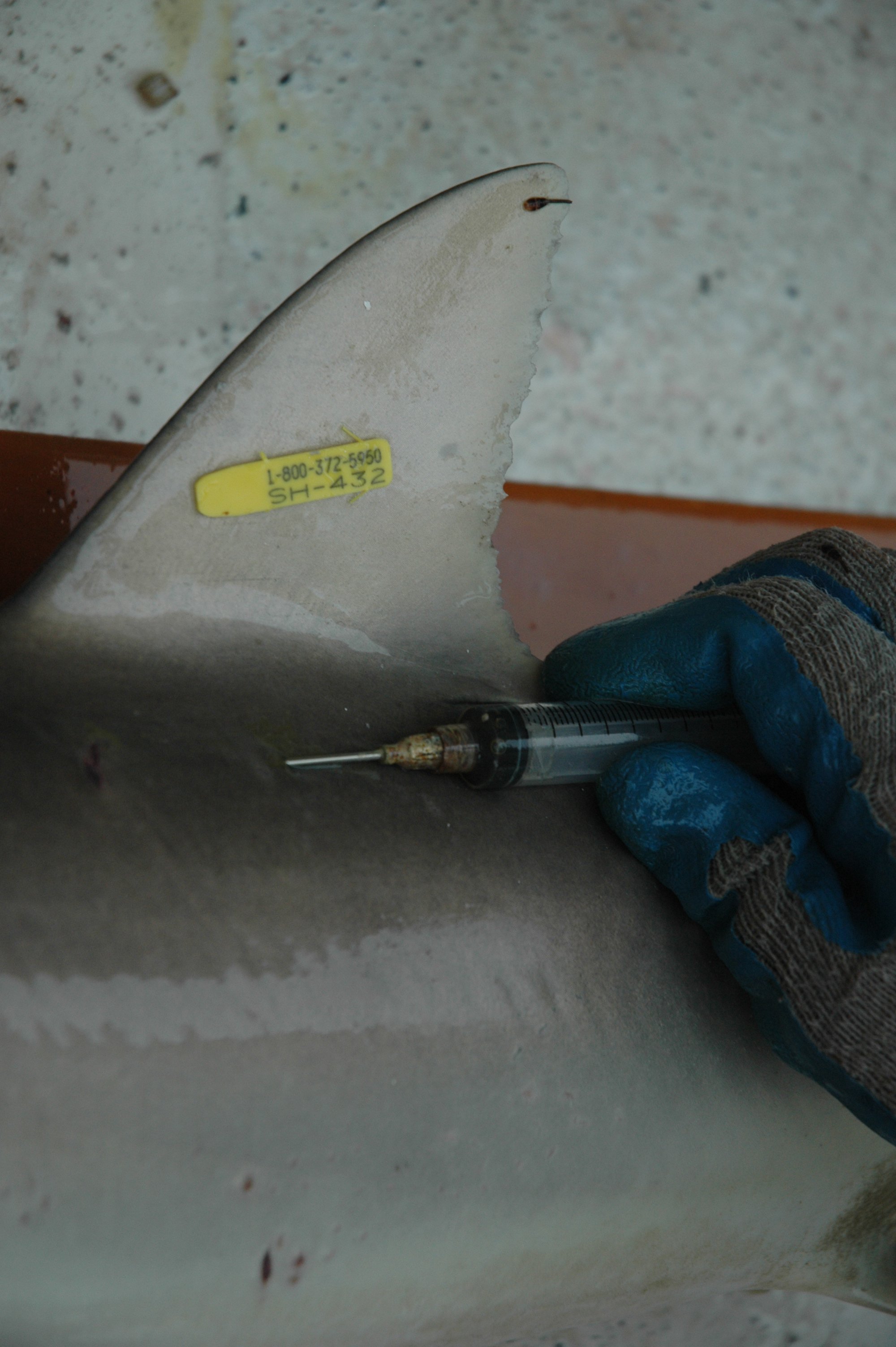 Tag on dorsal fin of medium sized shark