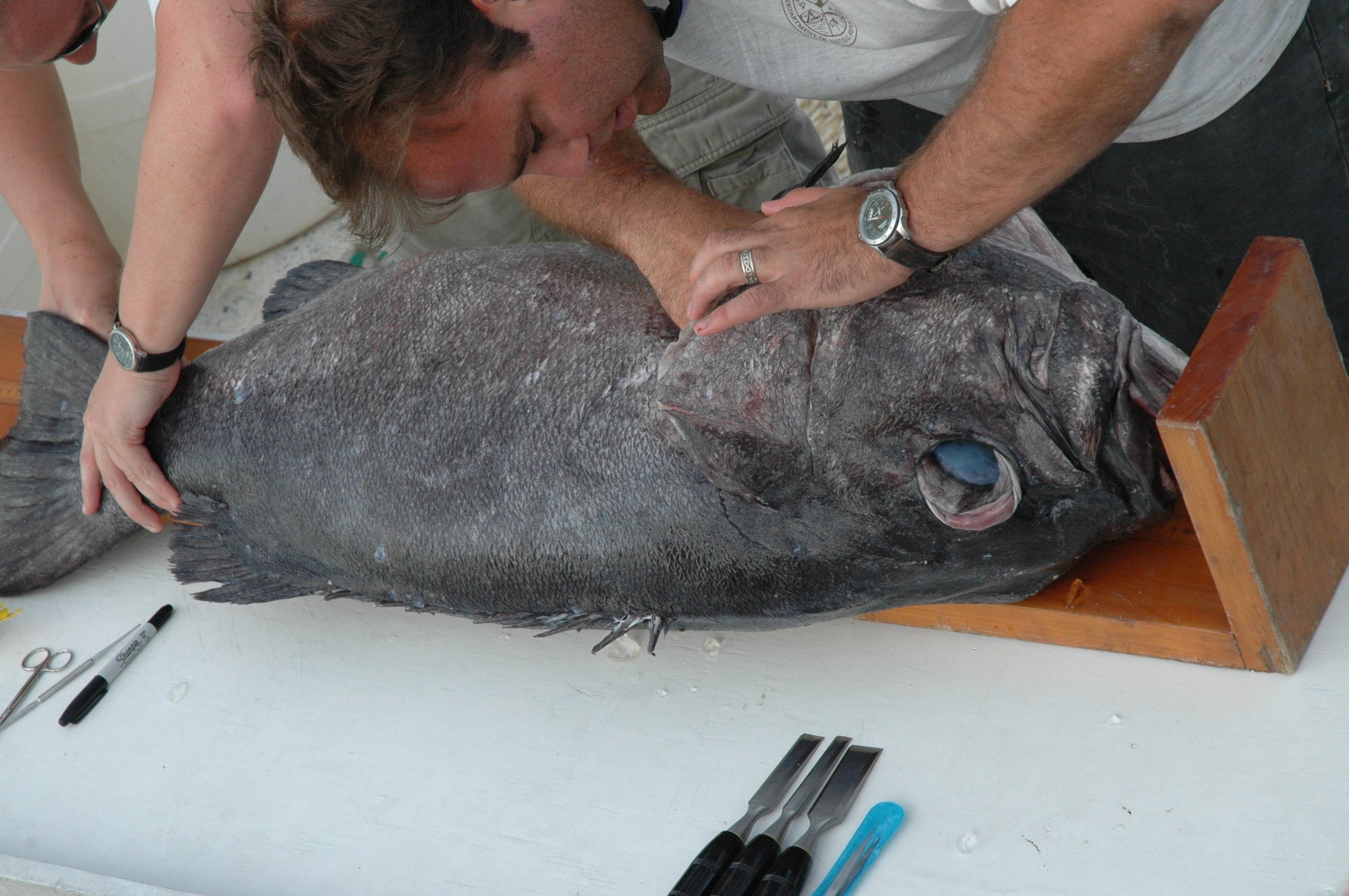 Conducting measurements and studying large grouper