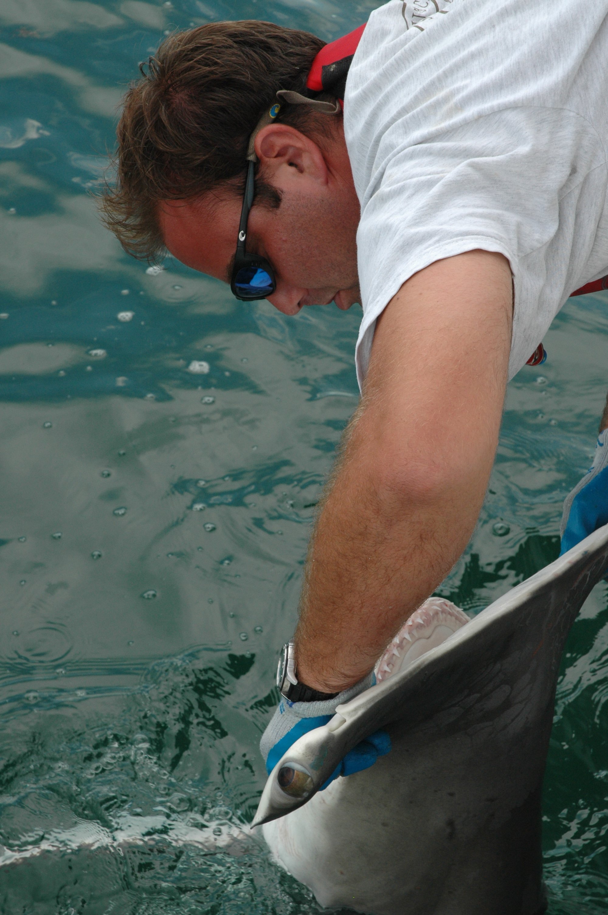 Returning a large hammerhead shark to the ocean following tagging operations