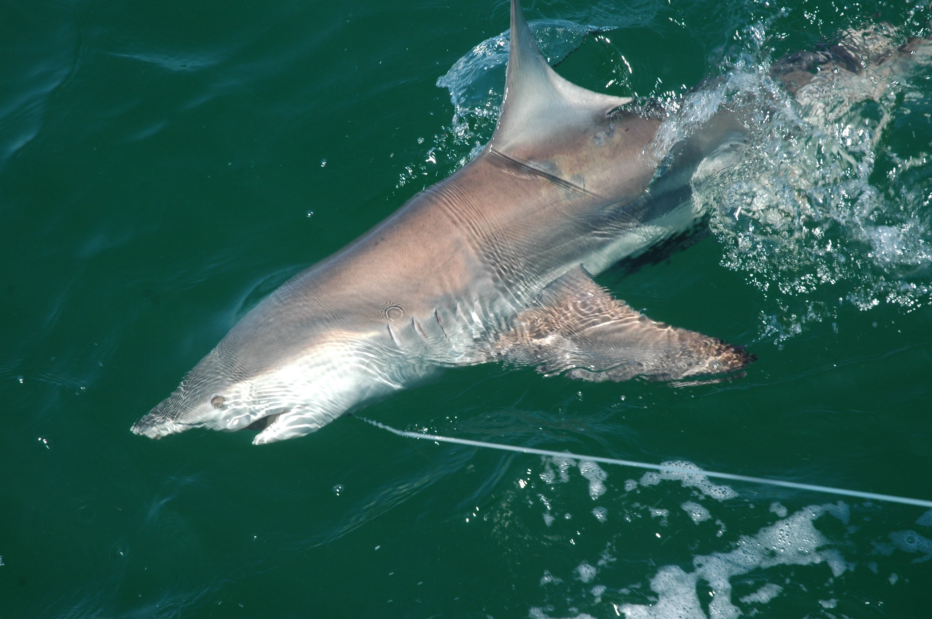 A large shark captured during shark studies in the Gulf of Mexico