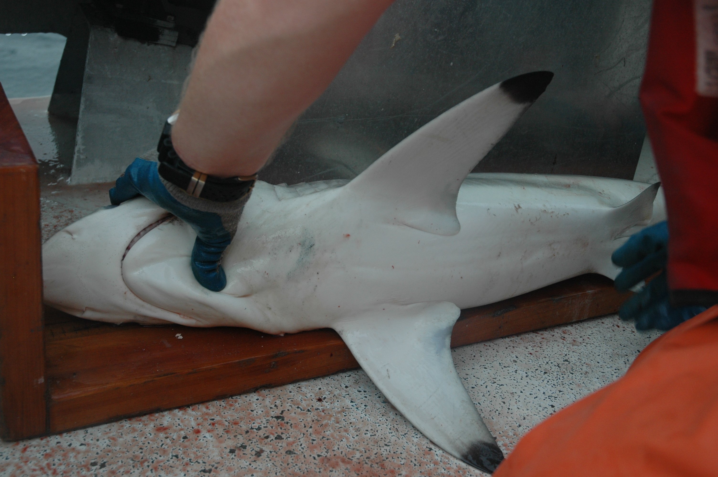 Measuring moderately large shark