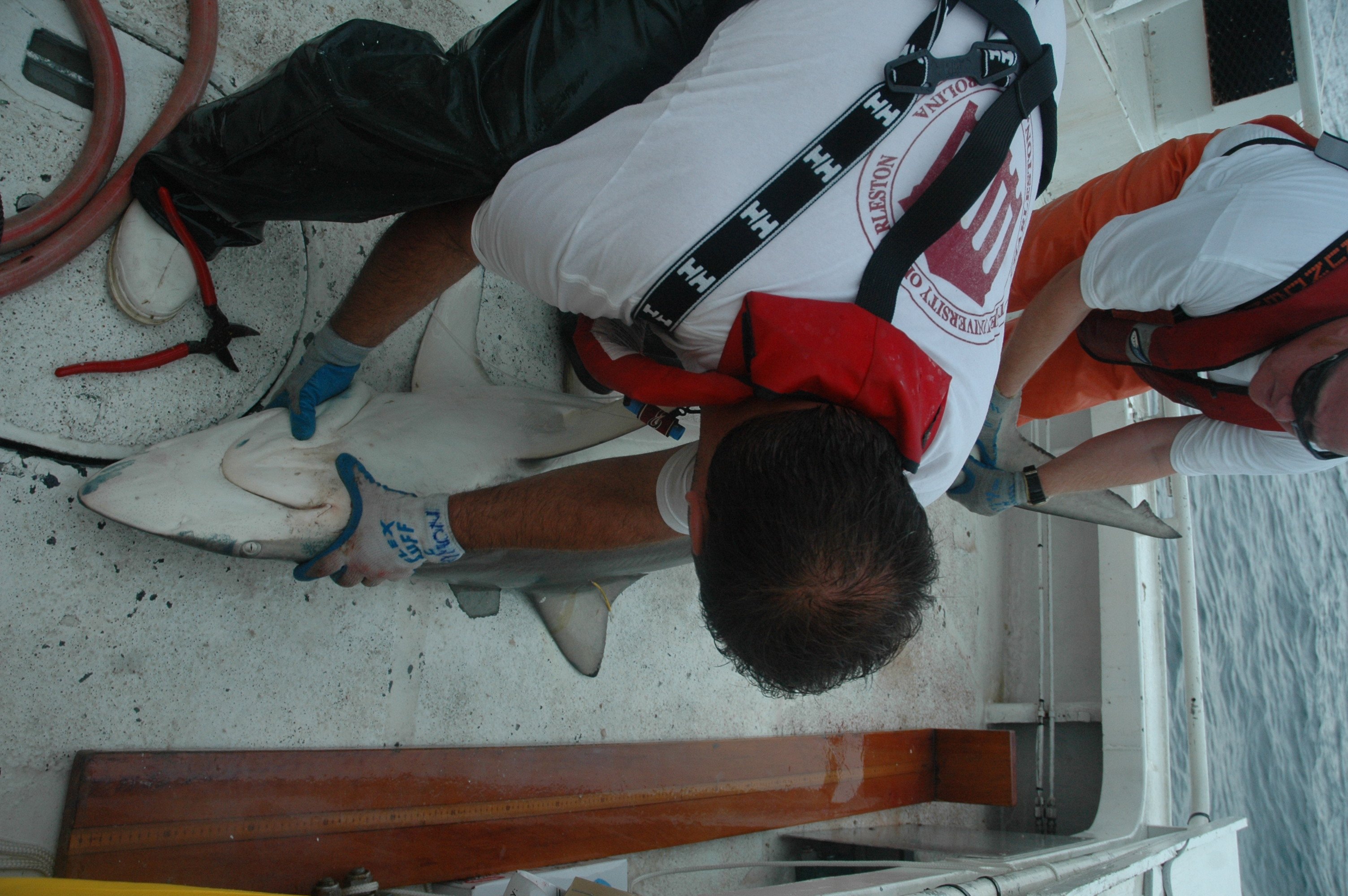 Preparing to measure moderately large shark