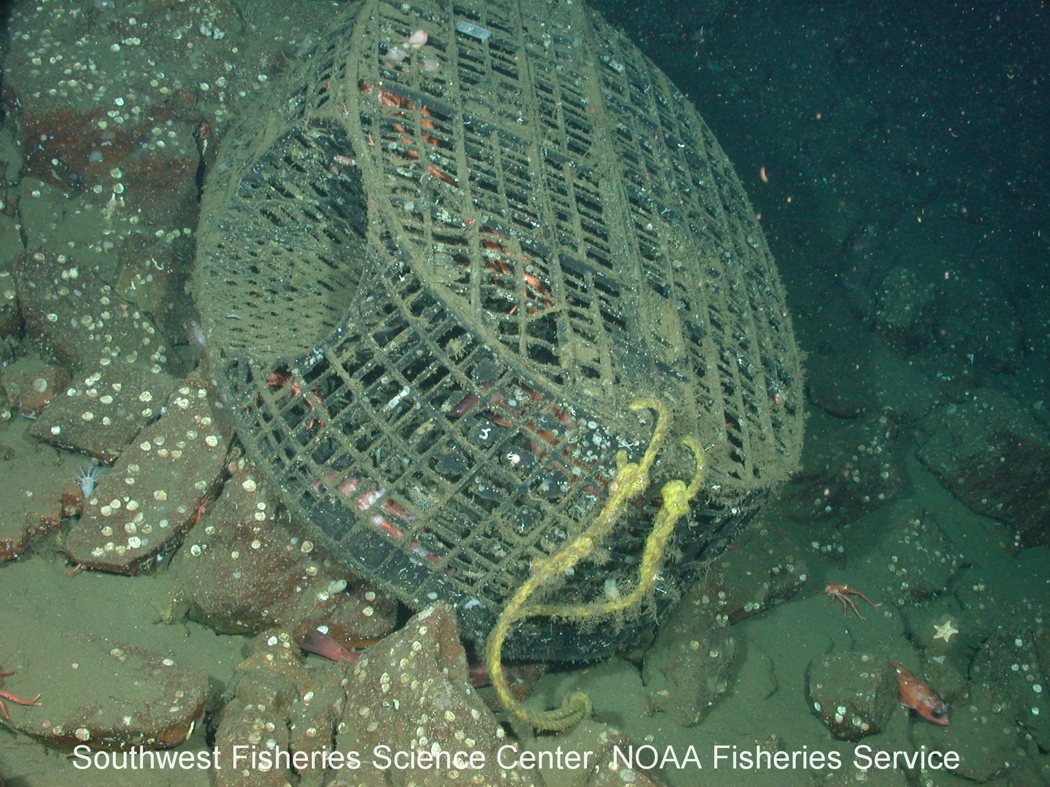 fish2771.jpg | National Oceanic and Atmospheric Administration