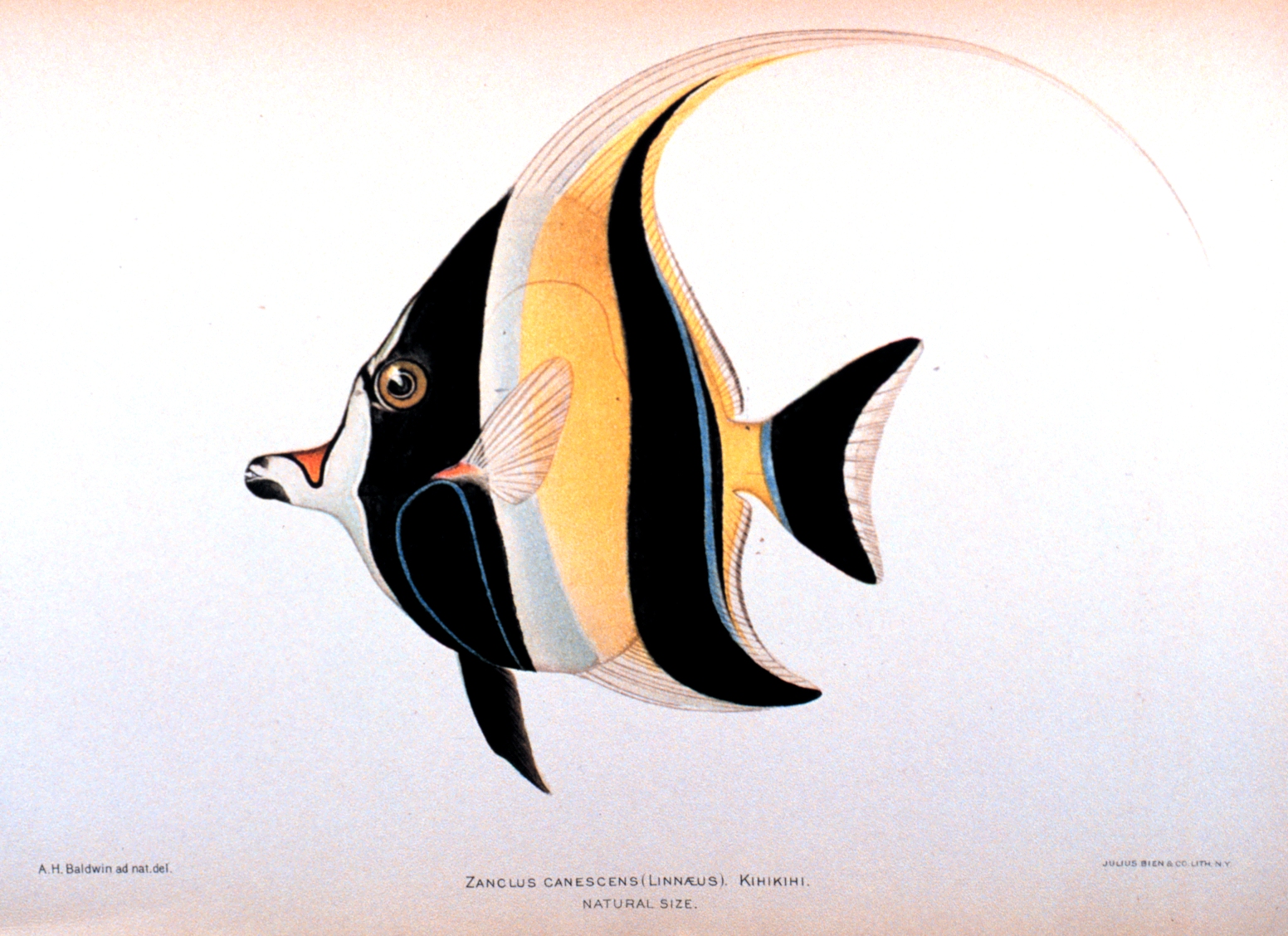 fish3077.jpg | National Oceanic and Atmospheric Administration