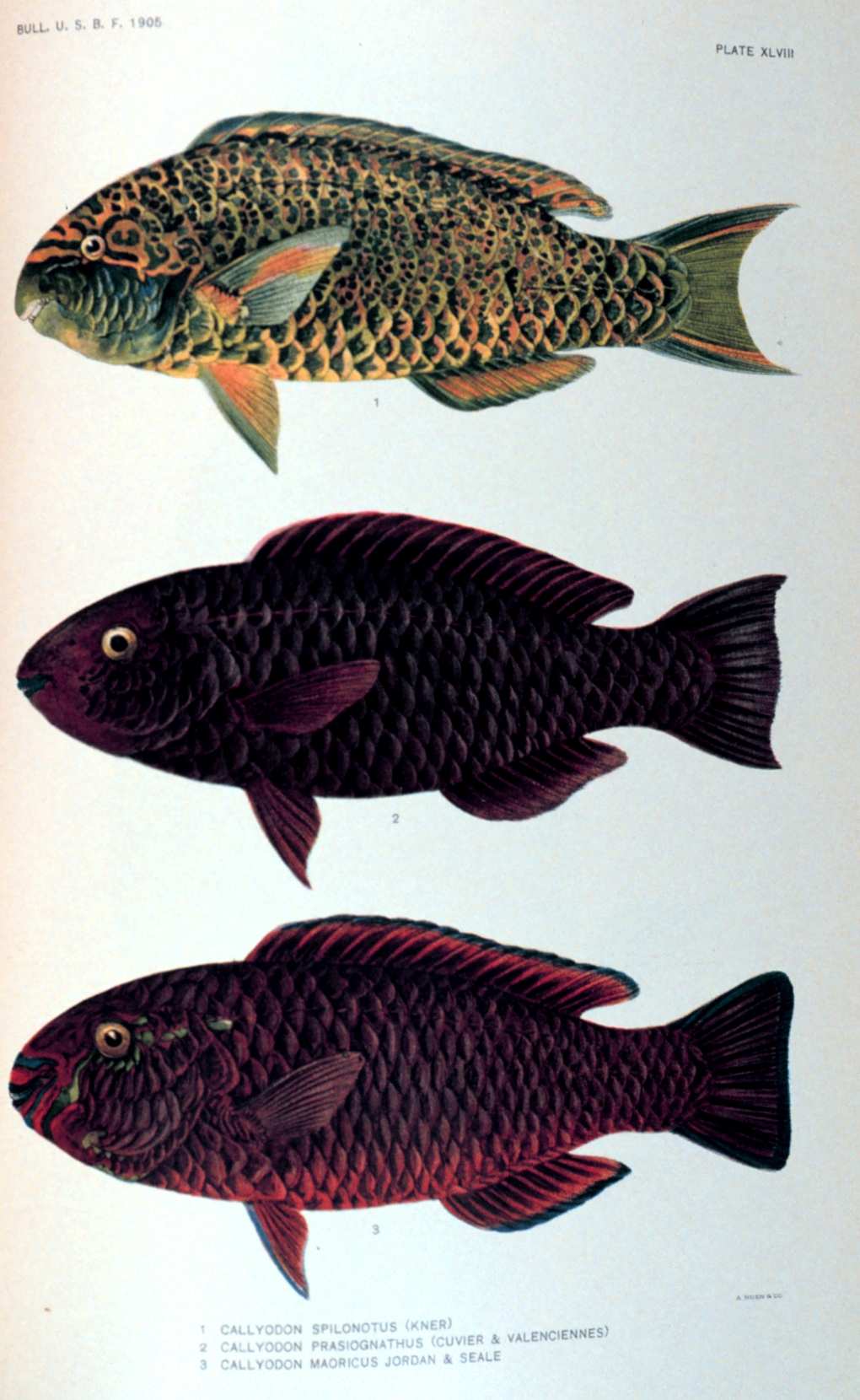 fish3112.jpg | National Oceanic and Atmospheric Administration