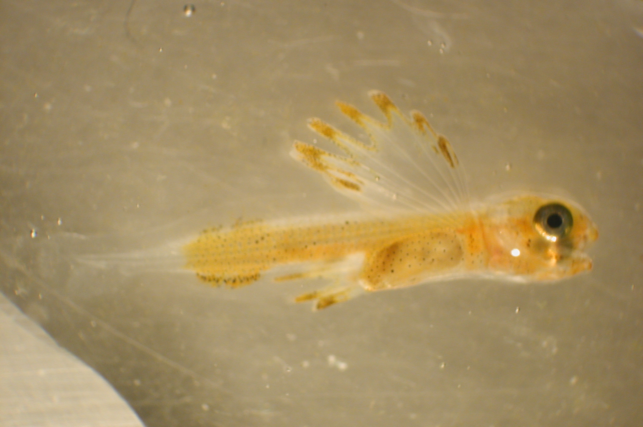 pl23_fish3409.jpg | National Oceanic and Atmospheric Administration