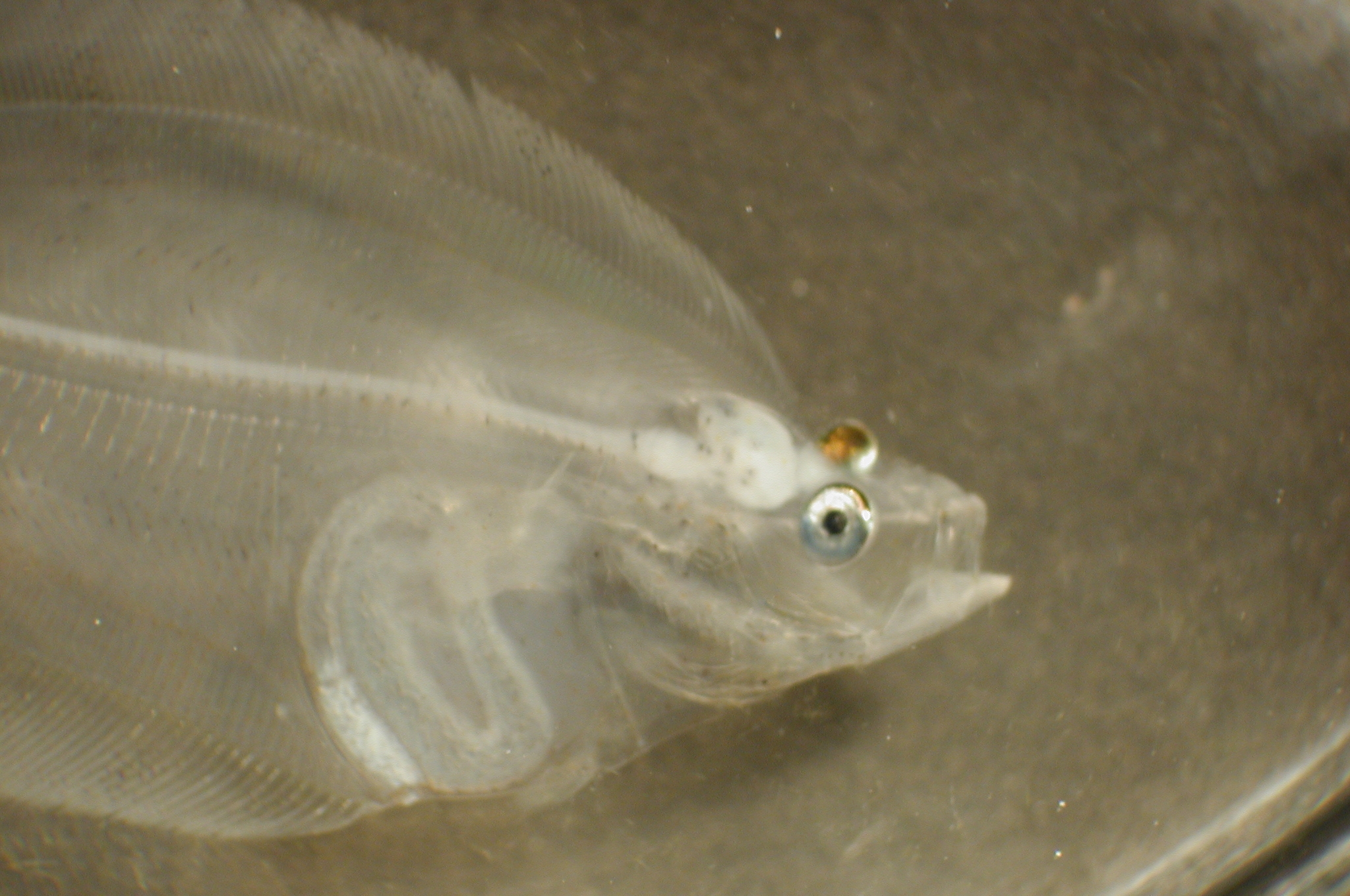 pl23_fish3429.jpg | National Oceanic and Atmospheric Administration