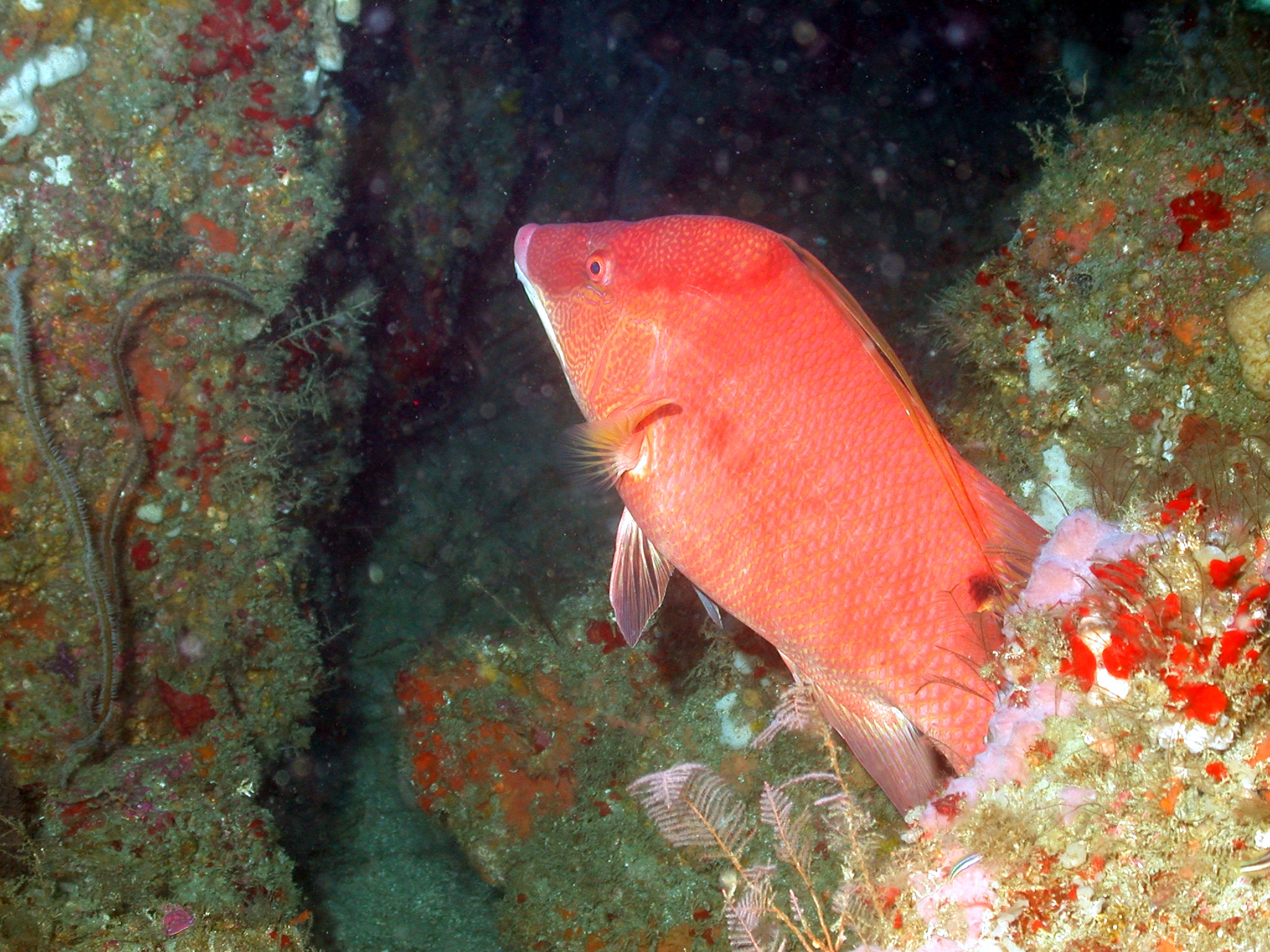 fish3853.jpg | National Oceanic and Atmospheric Administration