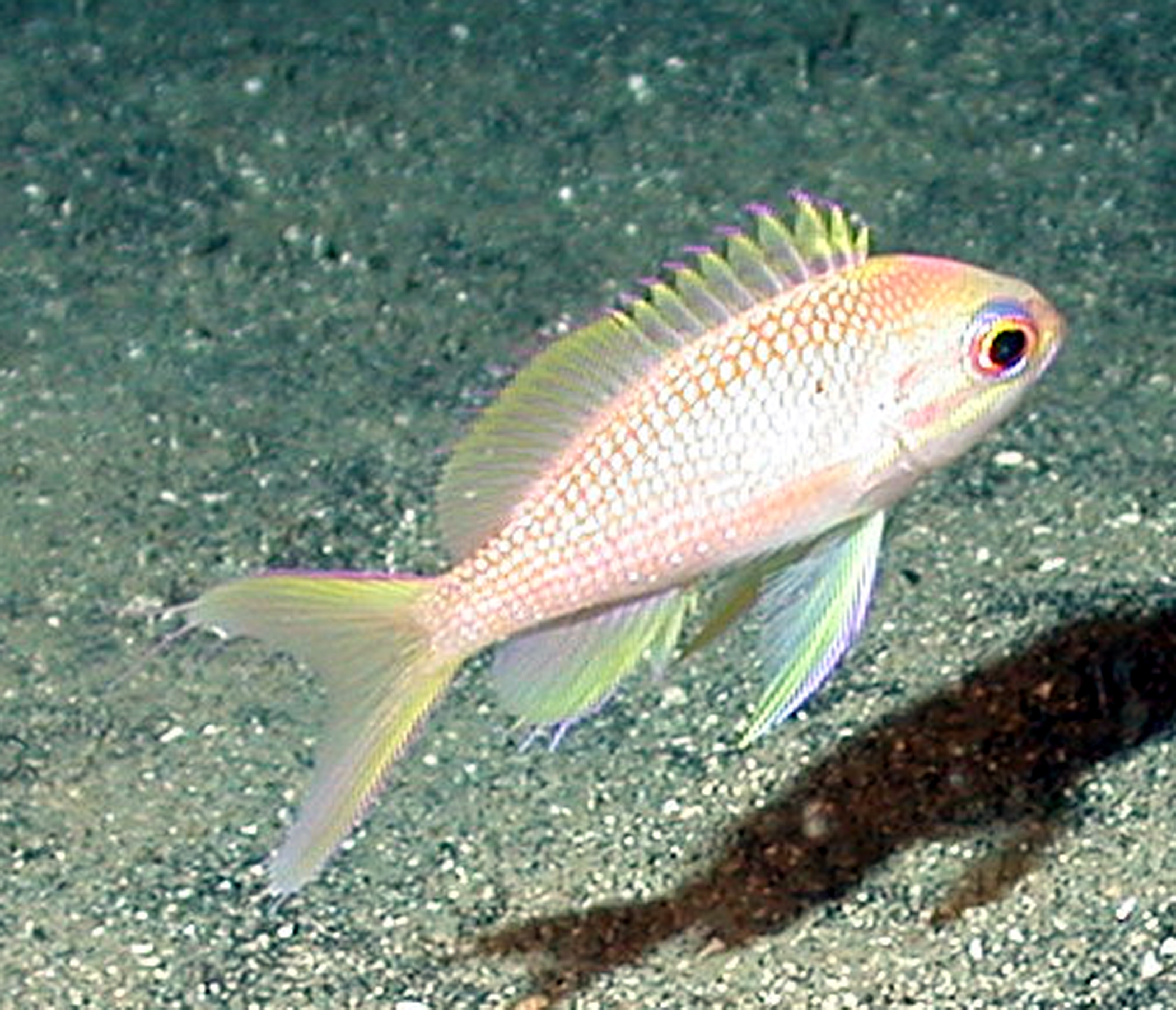 fish3861.jpg | National Oceanic and Atmospheric Administration