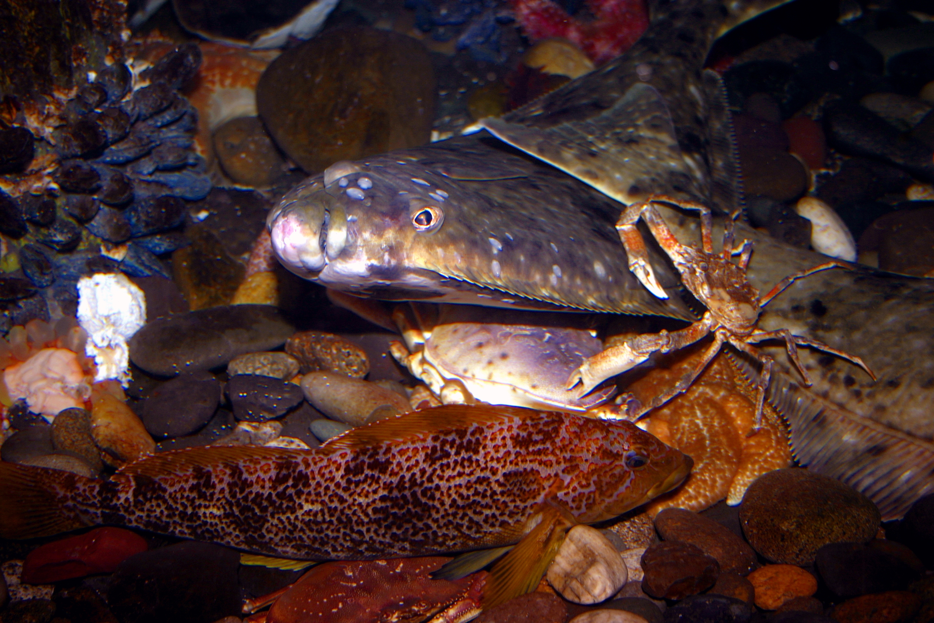 fish4008.jpg | National Oceanic and Atmospheric Administration