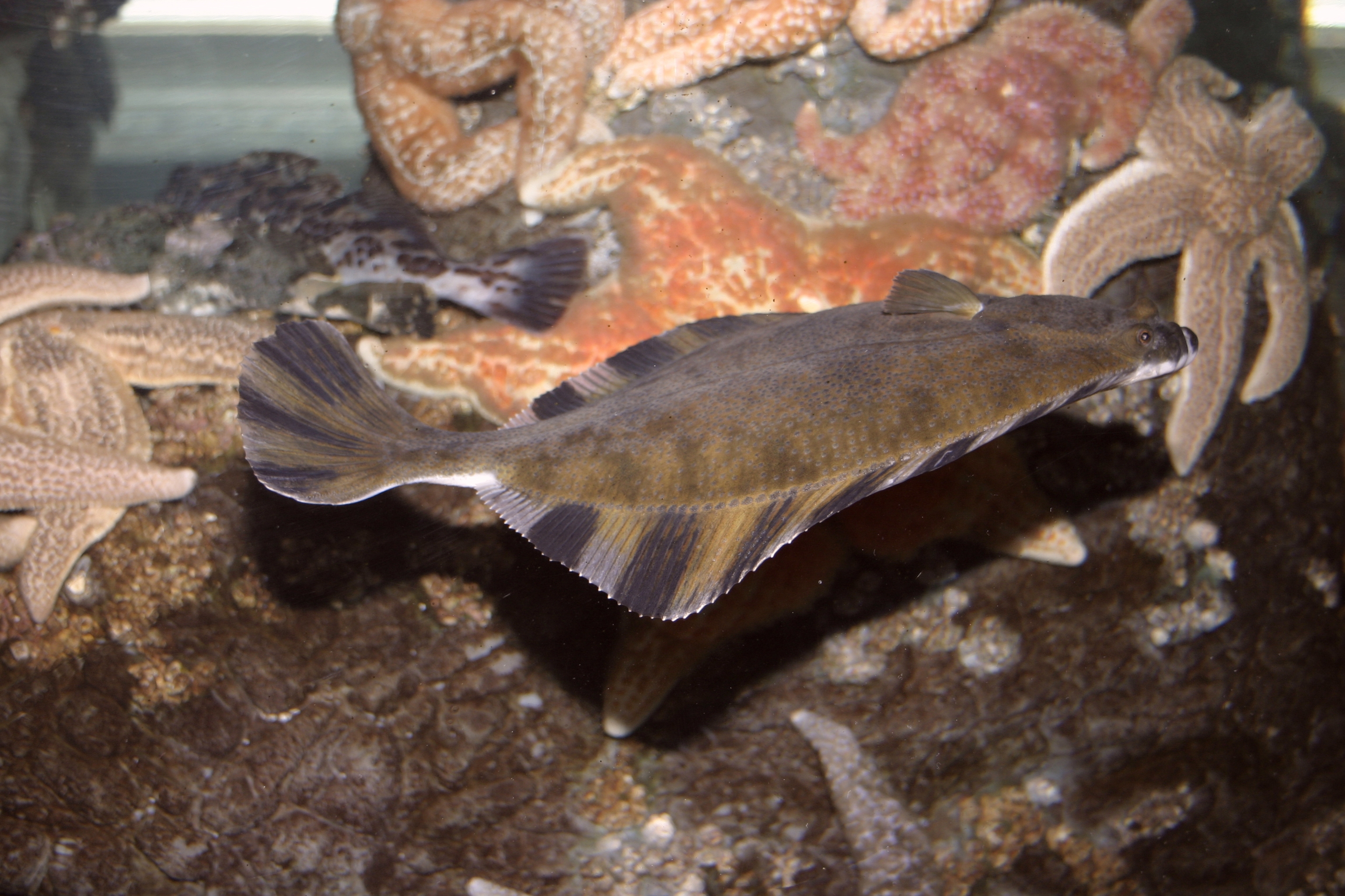 Stelly Fish fish4020.jpg | National Oceanic and Atmospheric Administration