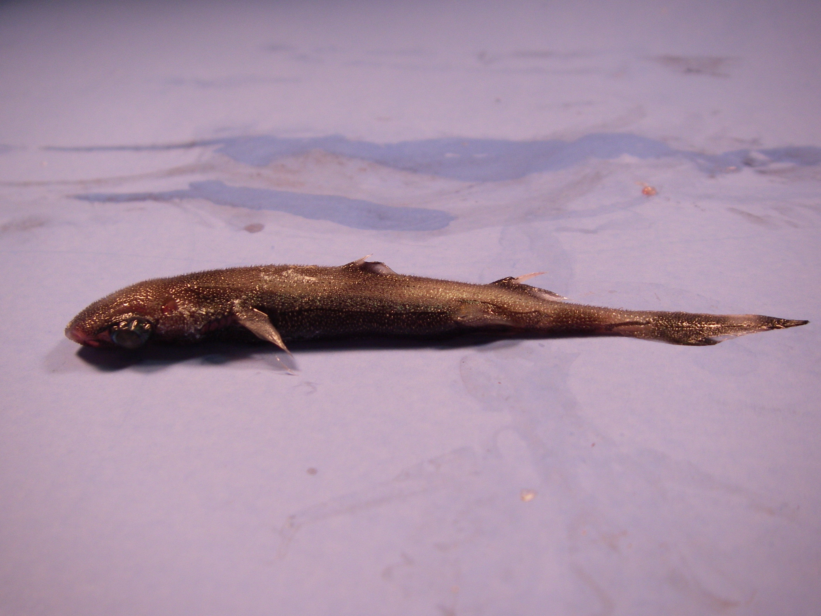 pl23_fish4233.jpg | National Oceanic and Atmospheric Administration