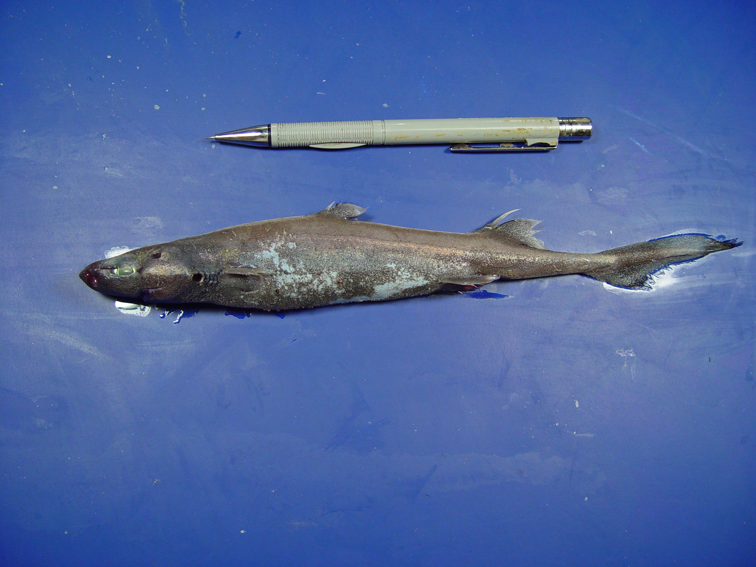pl23_fish4235.jpg | National Oceanic and Atmospheric Administration
