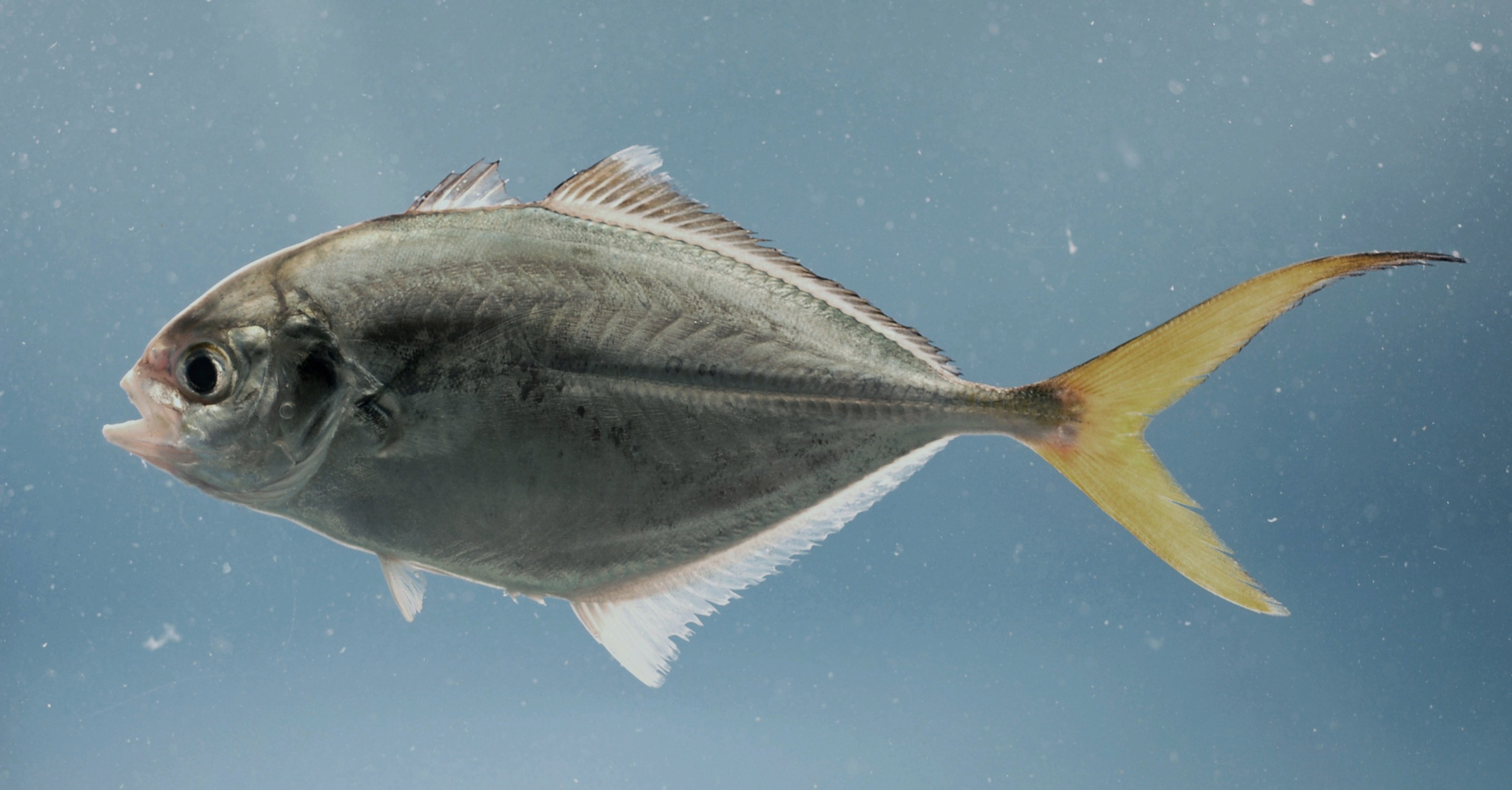 pl23_fish4276.jpg | National Oceanic and Atmospheric Administration