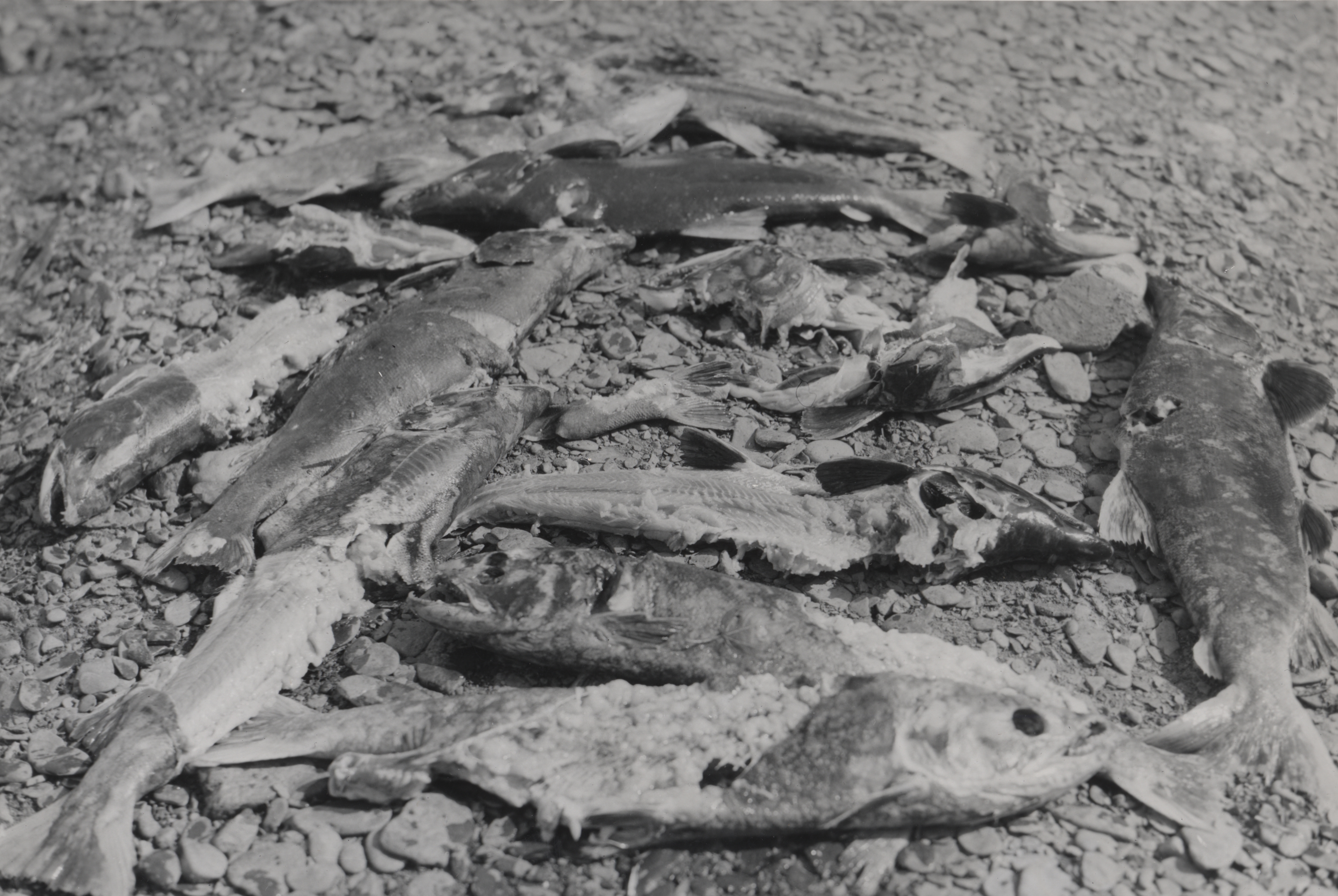 Red salmon killed by brown bear on spawning stream