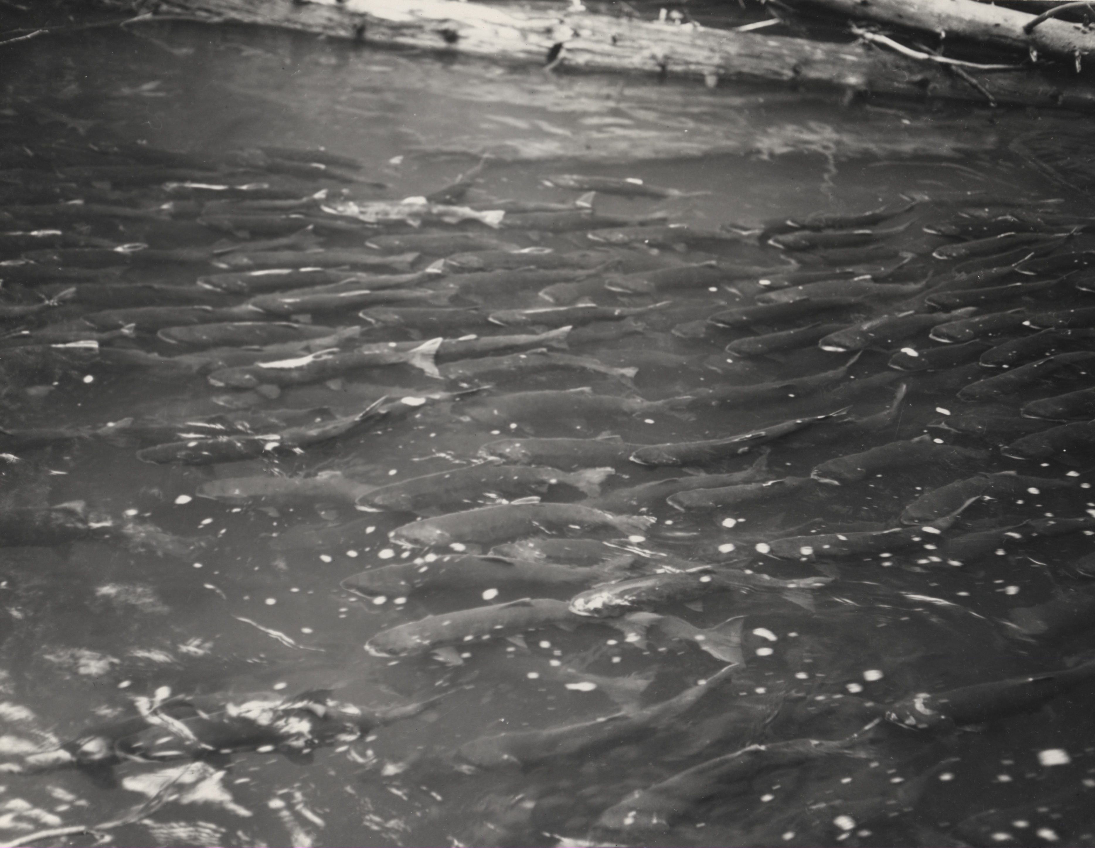 School of sockeye salmon waiting to spawn in Forfar Creek
