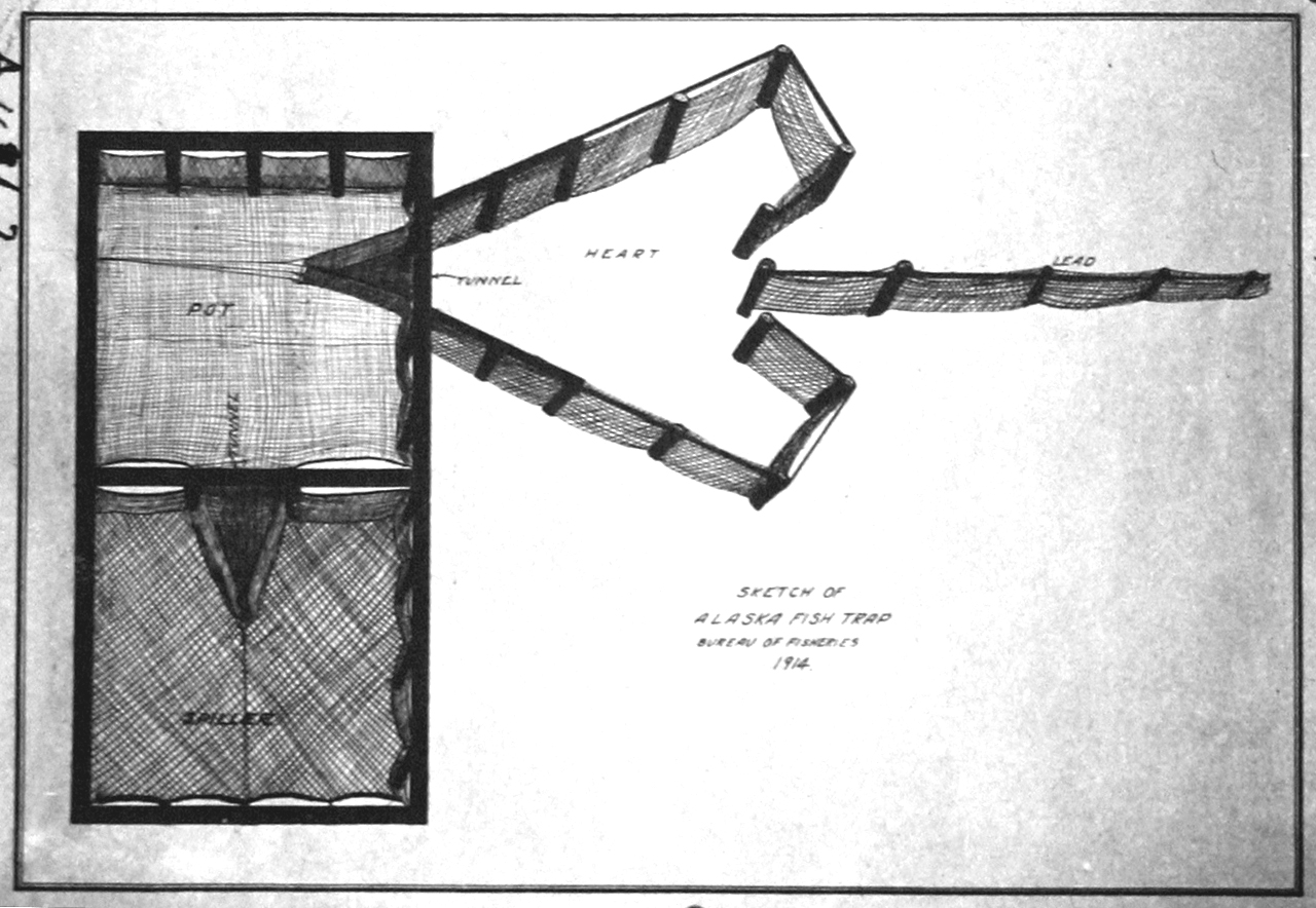 Draw Fish Trap fish7280.jpg | National Oceanic and Atmospheric Administration