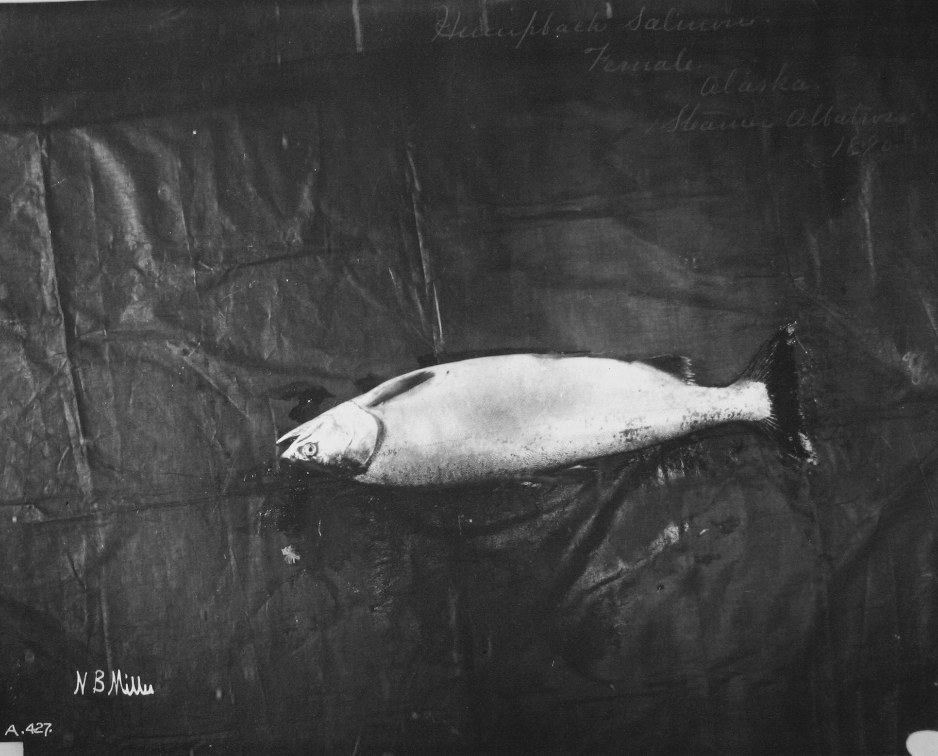 Humpback salmon, female, AK, steamer Albatross, 1890