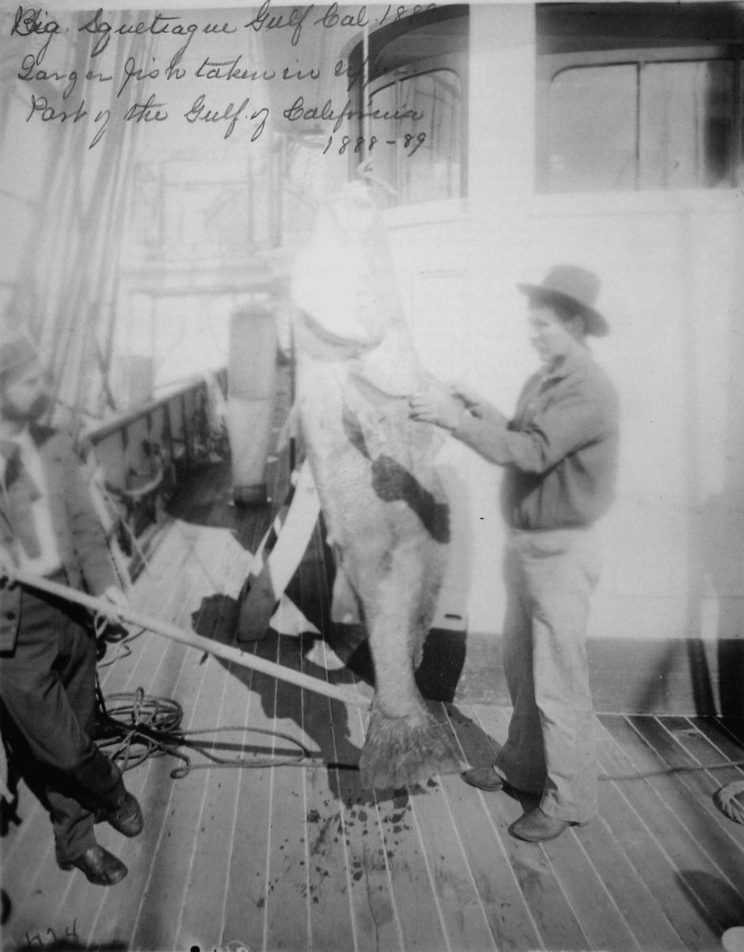 Big Squeteague, Gulf of Cal