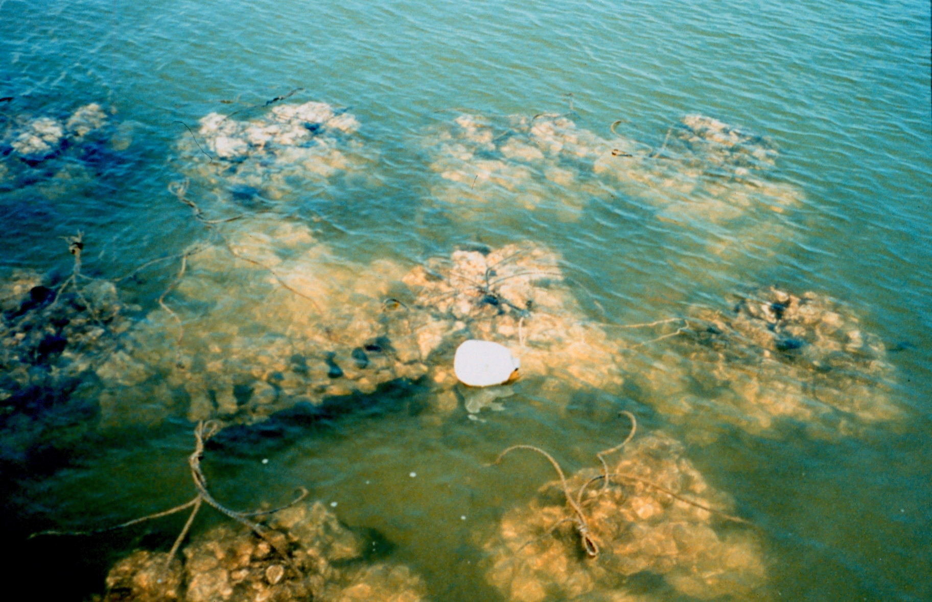 line0795.jpg | National Oceanic and Atmospheric Administration