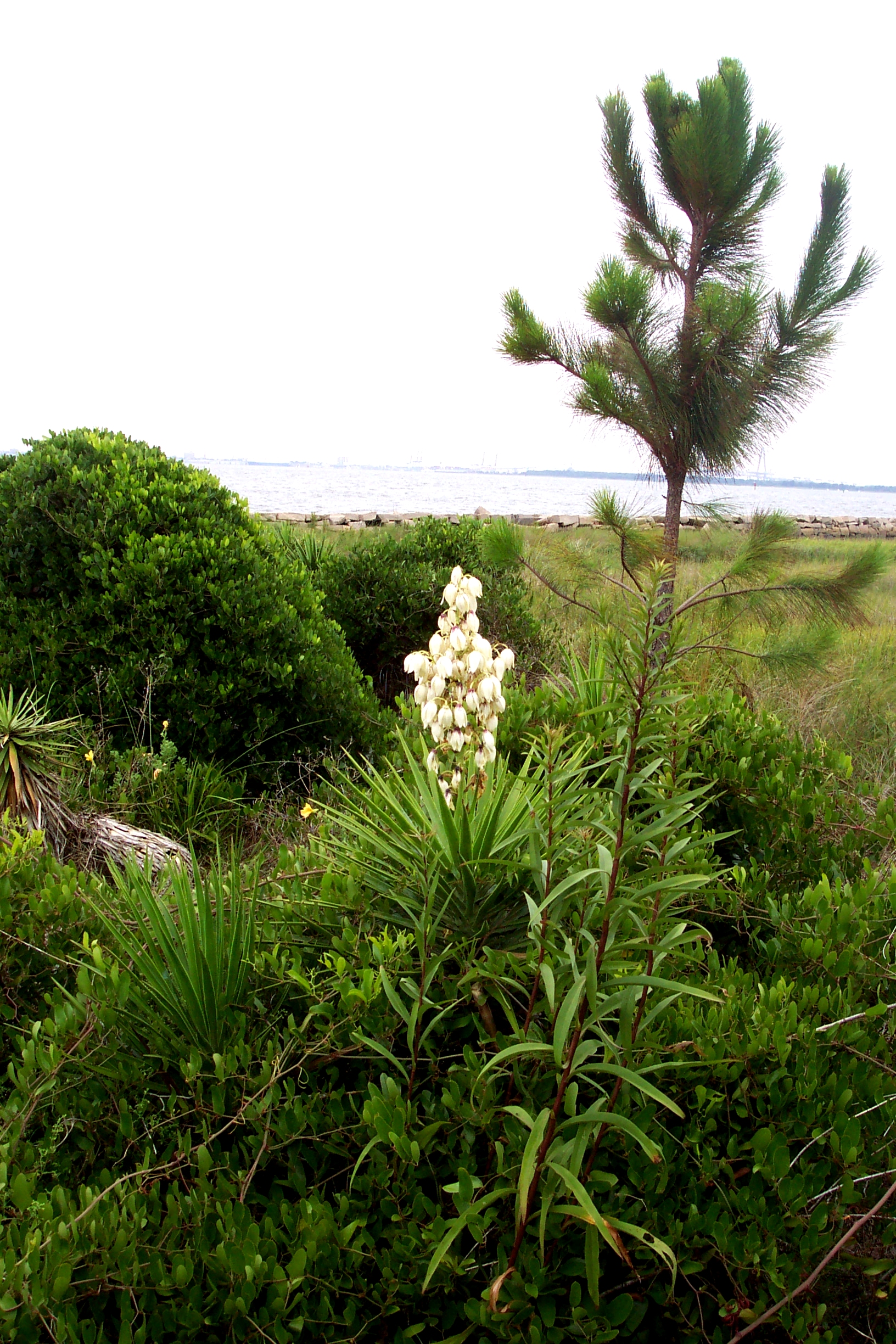 A yucca plant blooming in the dunes on Sullivans Island