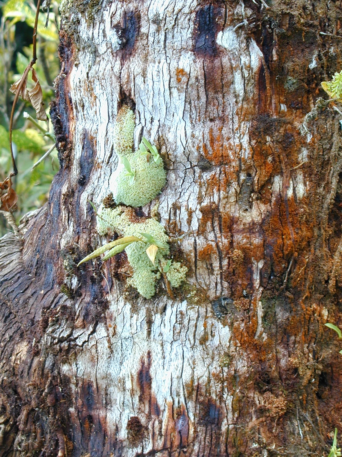Mosses and epiphytes on trees at Isla Cocos