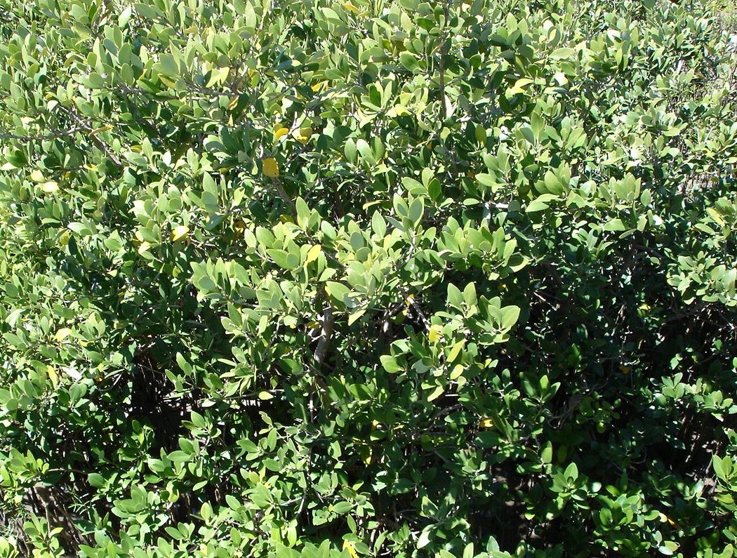 Mission-Aransas National Estuarine Research Reserve