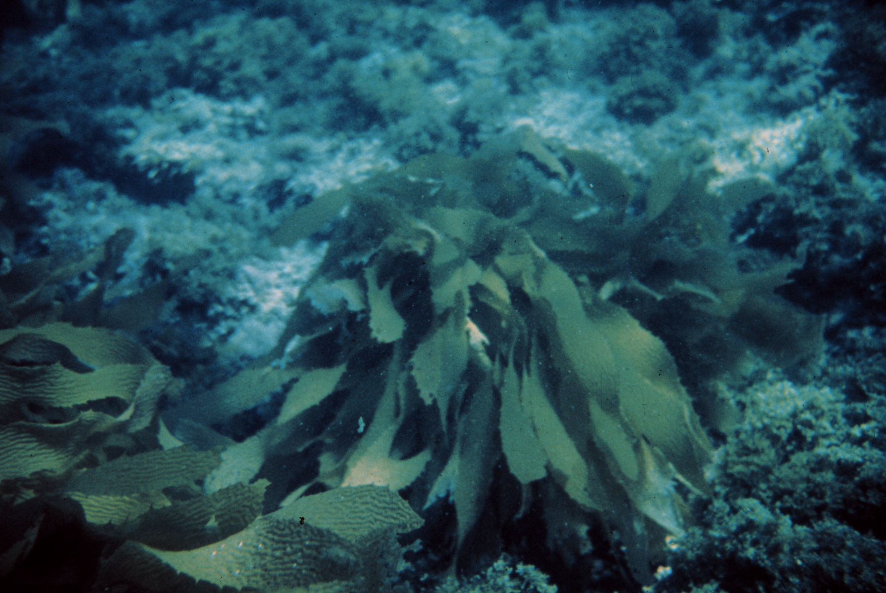 Macroalgae Labeles nur03507.jpg | National Oceanic and Atmospheric Administration