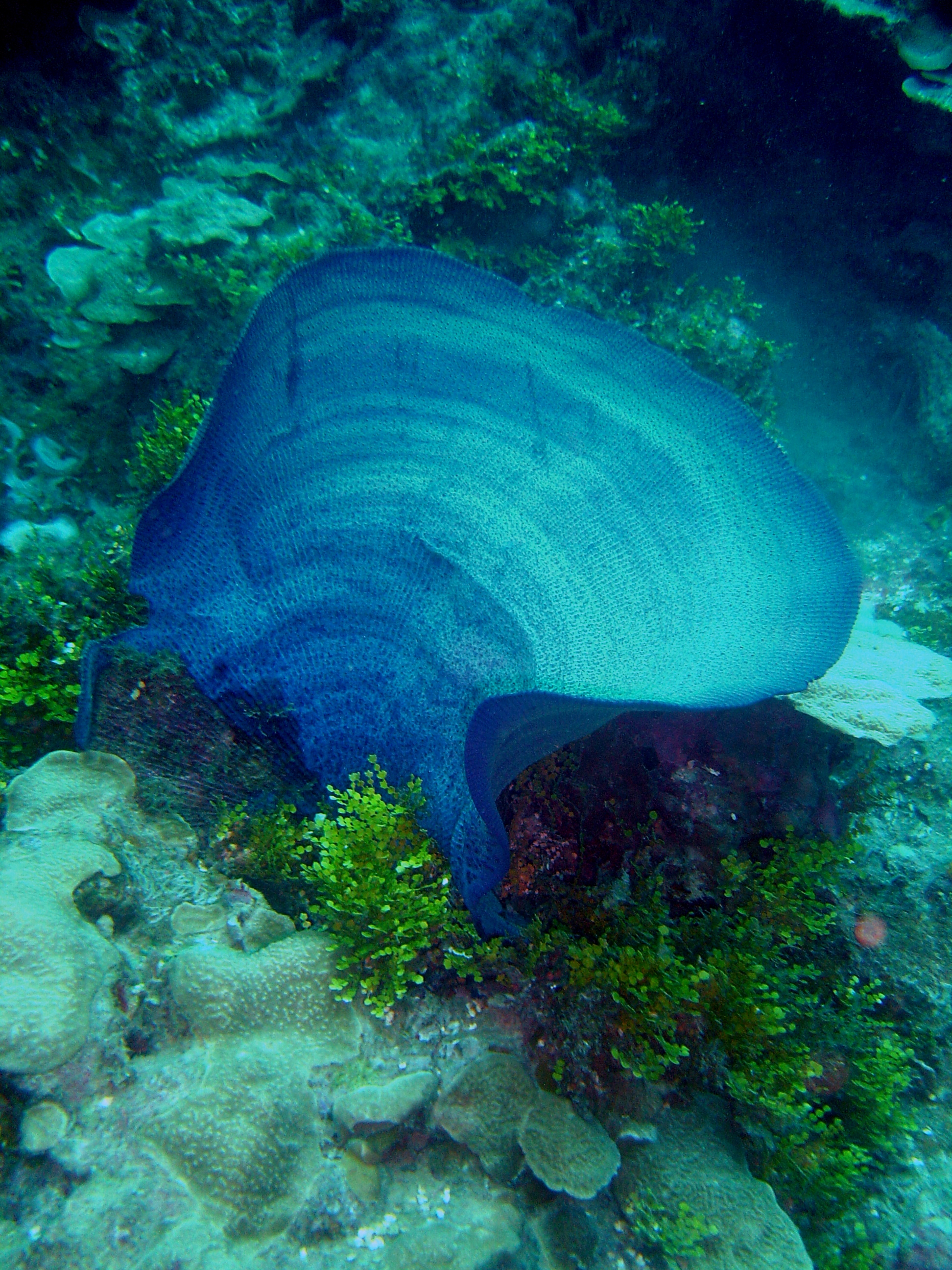 A large vase sponge (Kallypilidion sp